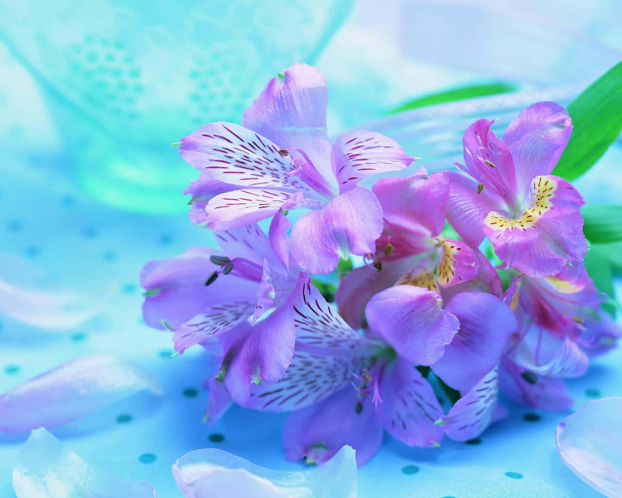 vibrant purple alstroemeria, delicate white stripes, cool blue polka dot background, HD Desktop Wallpaper