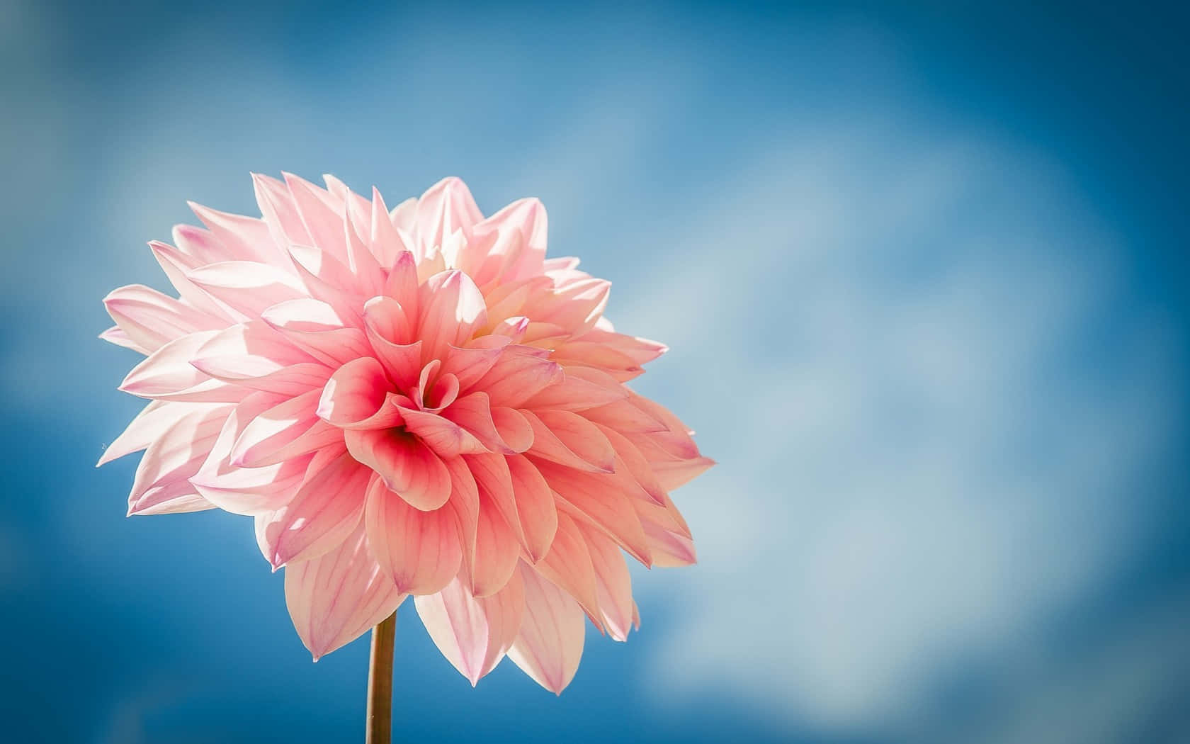 pink dahlia, soft blue sky, gentle bokeh background, HD Desktop Wallpaper