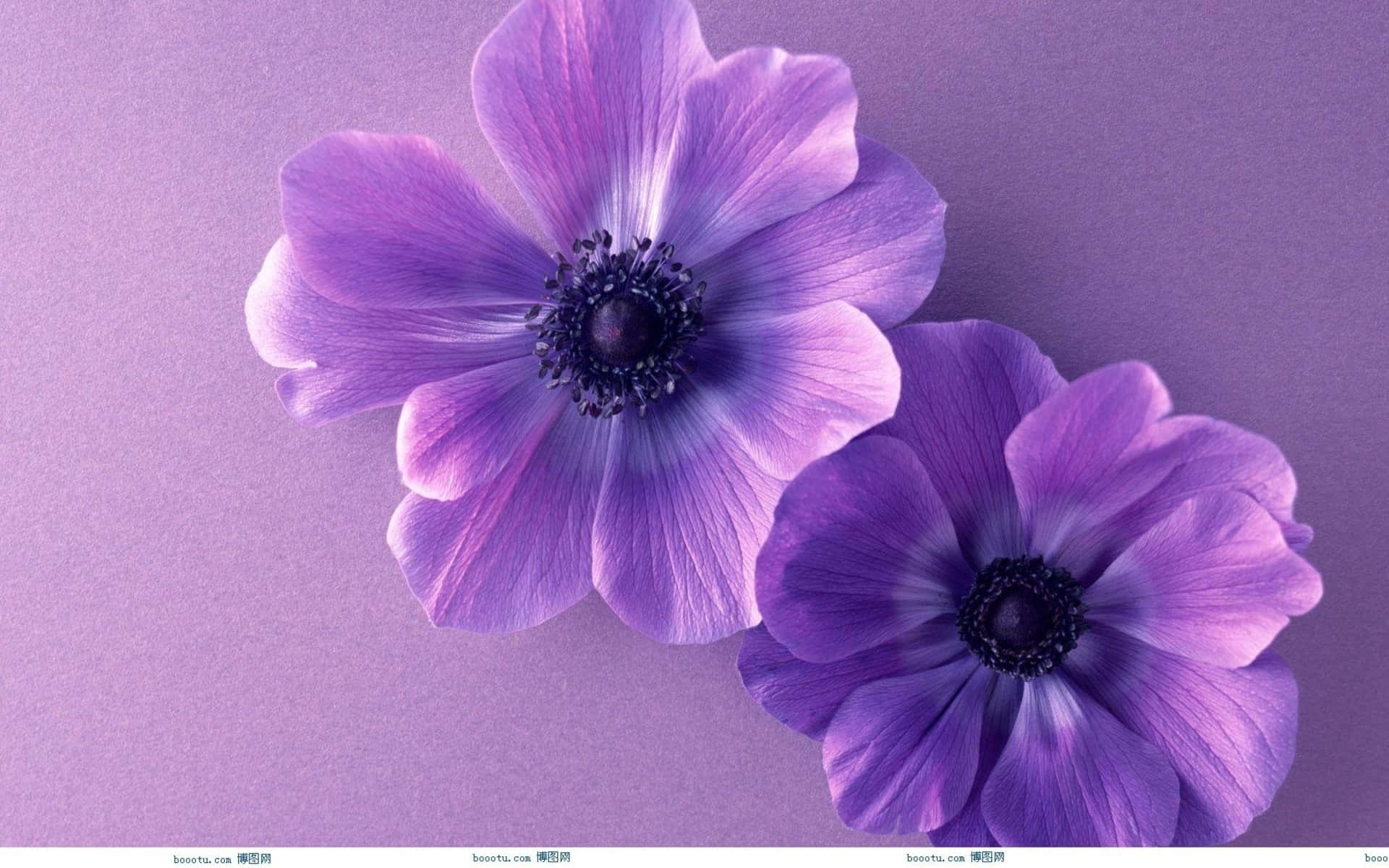 purple anemones, dark centers, lavender backdrop, Full HD Desktop Wallpaper