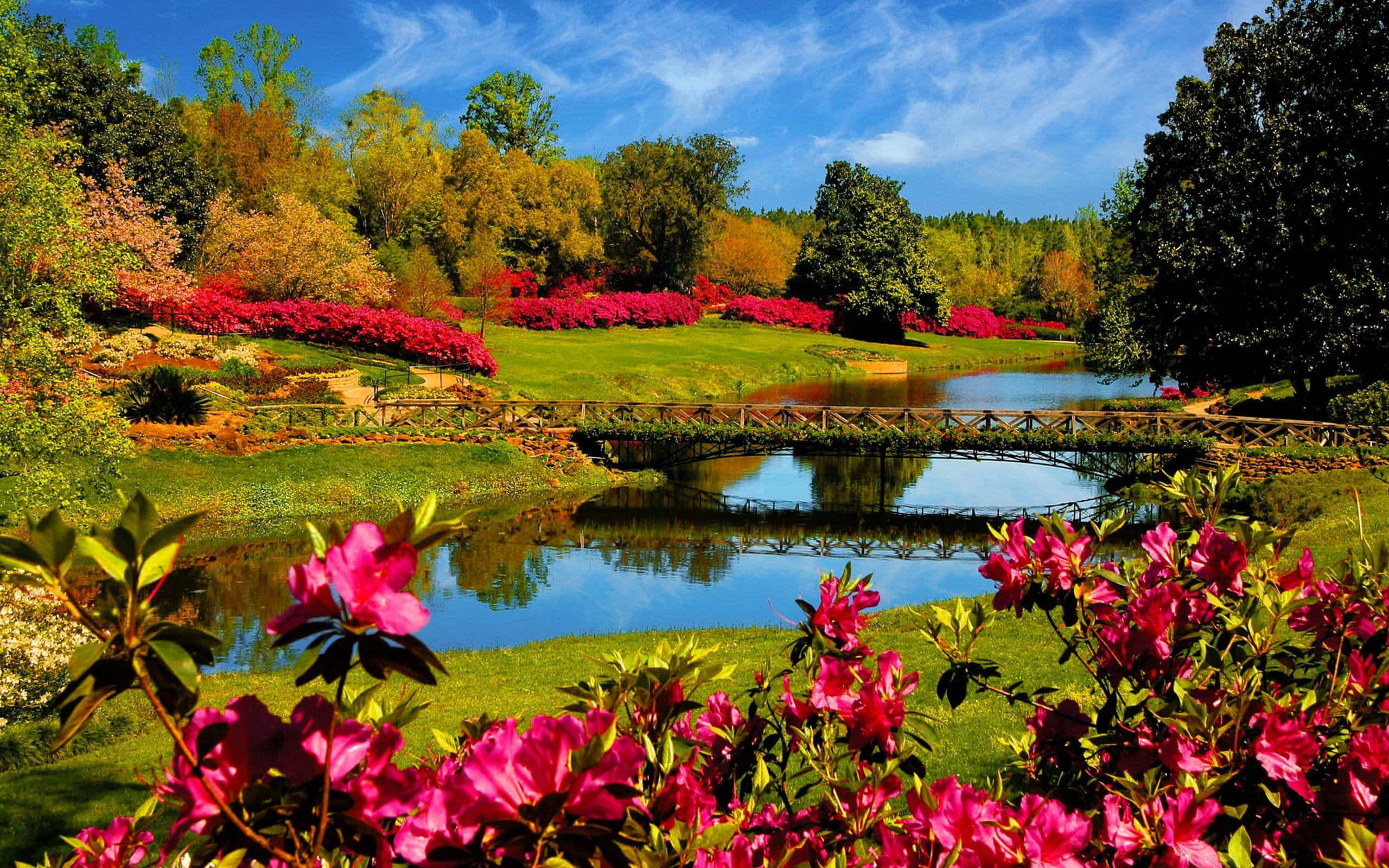 pink azaleas, serene pond, wooden bridge, 2K Desktop Wallpaper