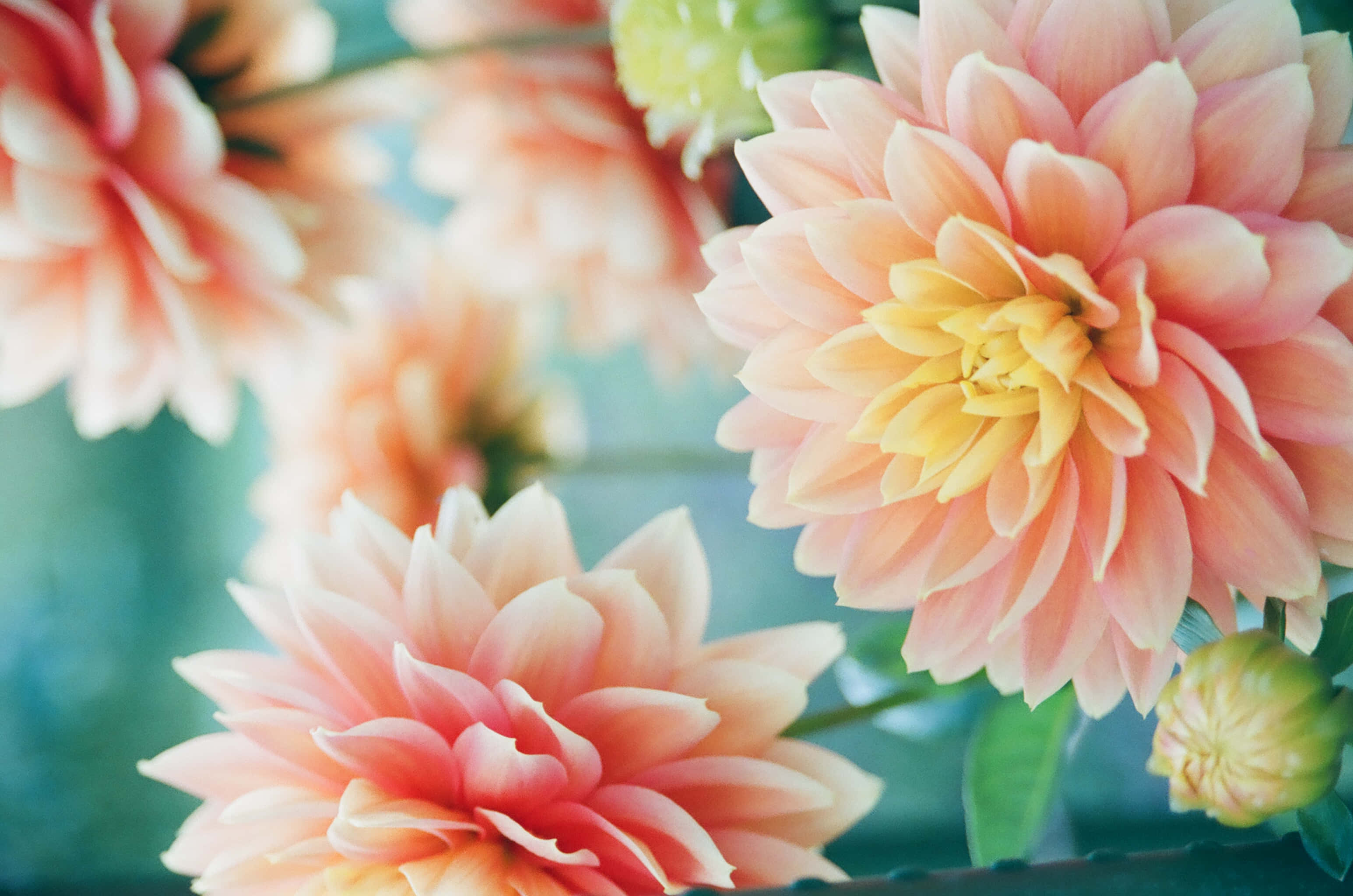 peach, yellow dahlia, layered petals, 2K Desktop Wallpaper