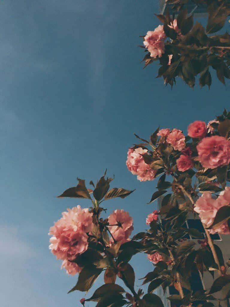 Pretty Flower, pink cherry blossoms, clear blue sky, SD Phone Wallpaper