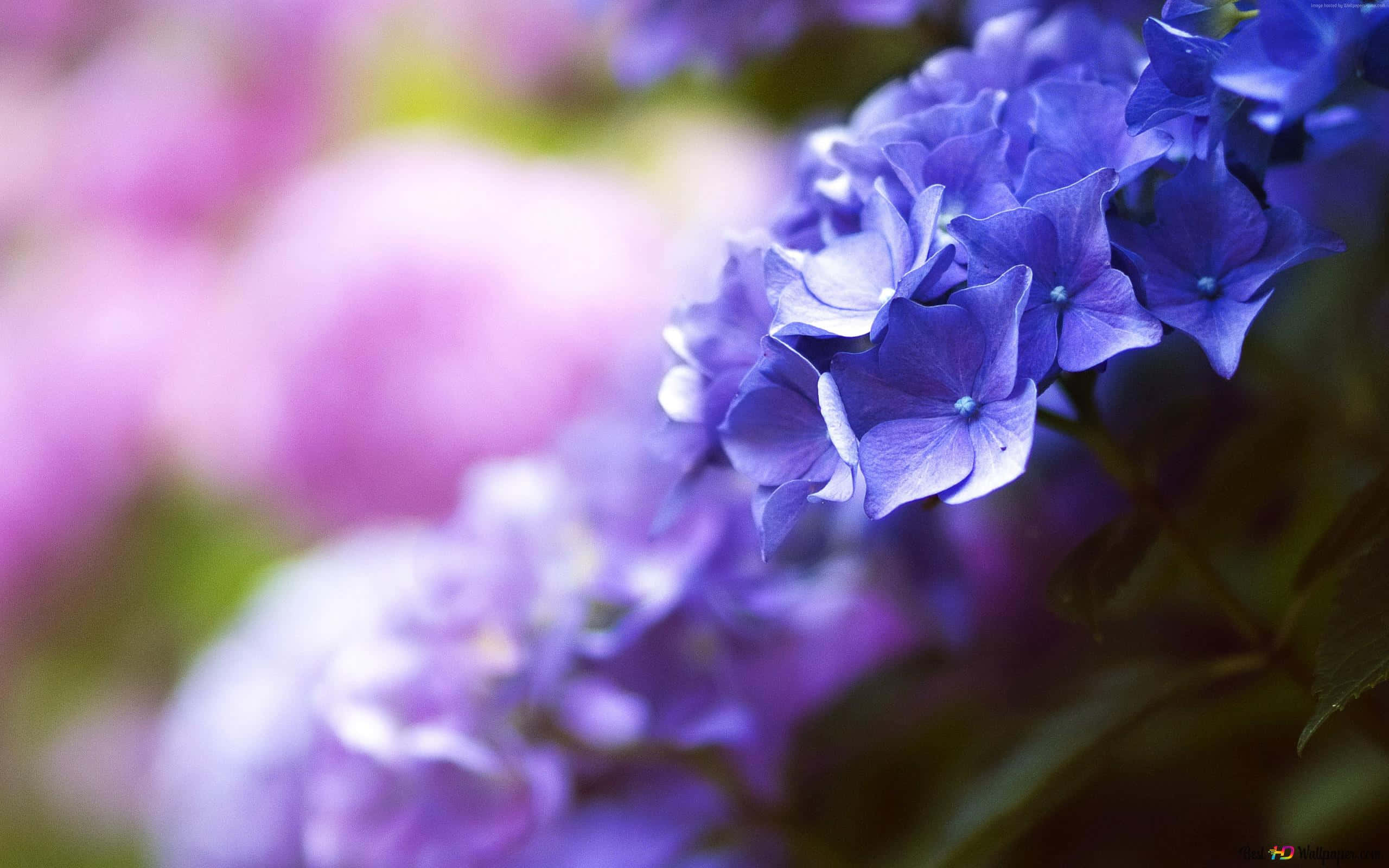 vibrant blue, purple hydrangea, lush green leaves, 2K Desktop Wallpaper