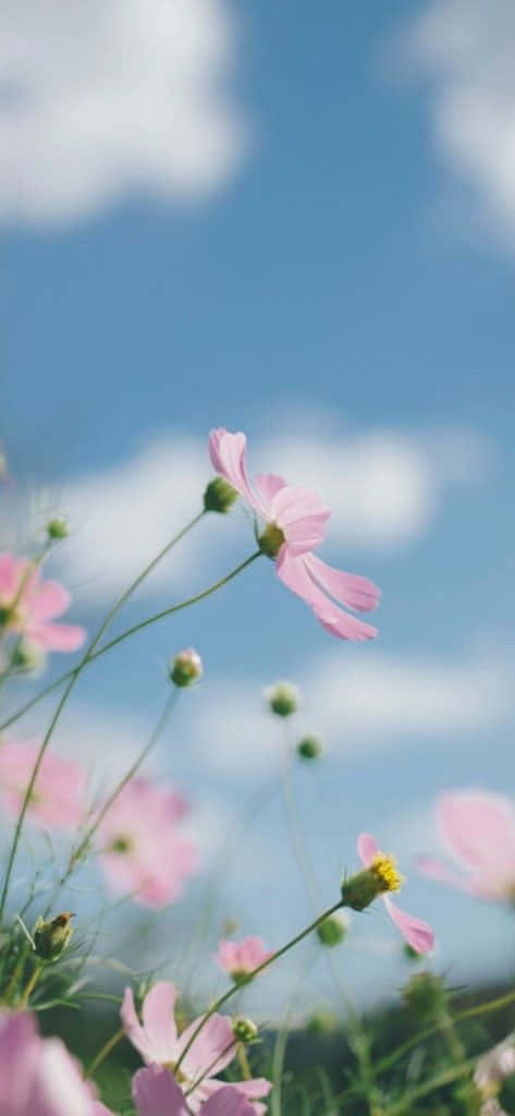 pink cosmos flowers, bright blue sky, fluffy white clouds, SD Phone Wallpaper