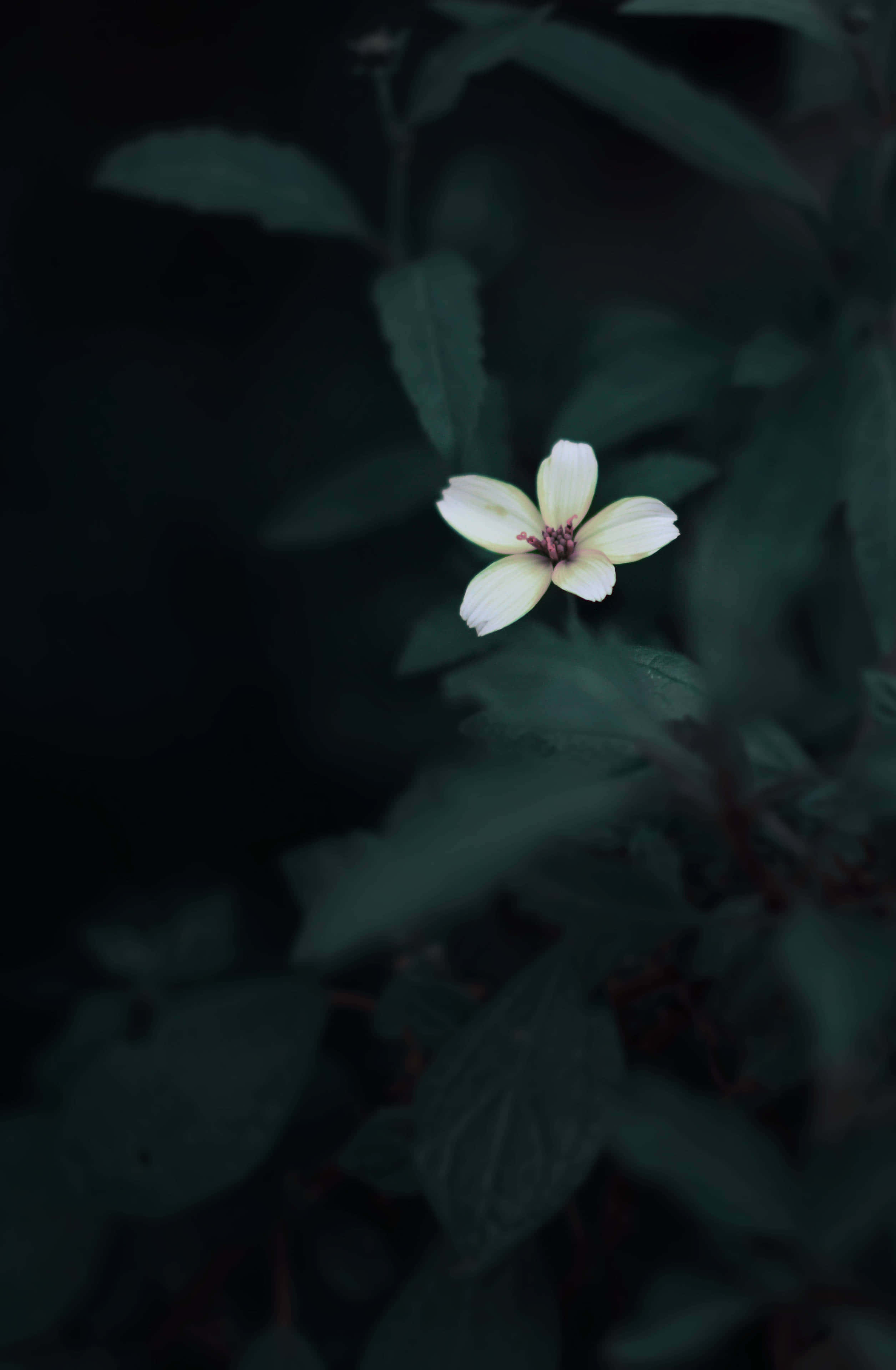 Pretty Flower, pale yellow, deep green foliage, 4K Phone Wallpaper