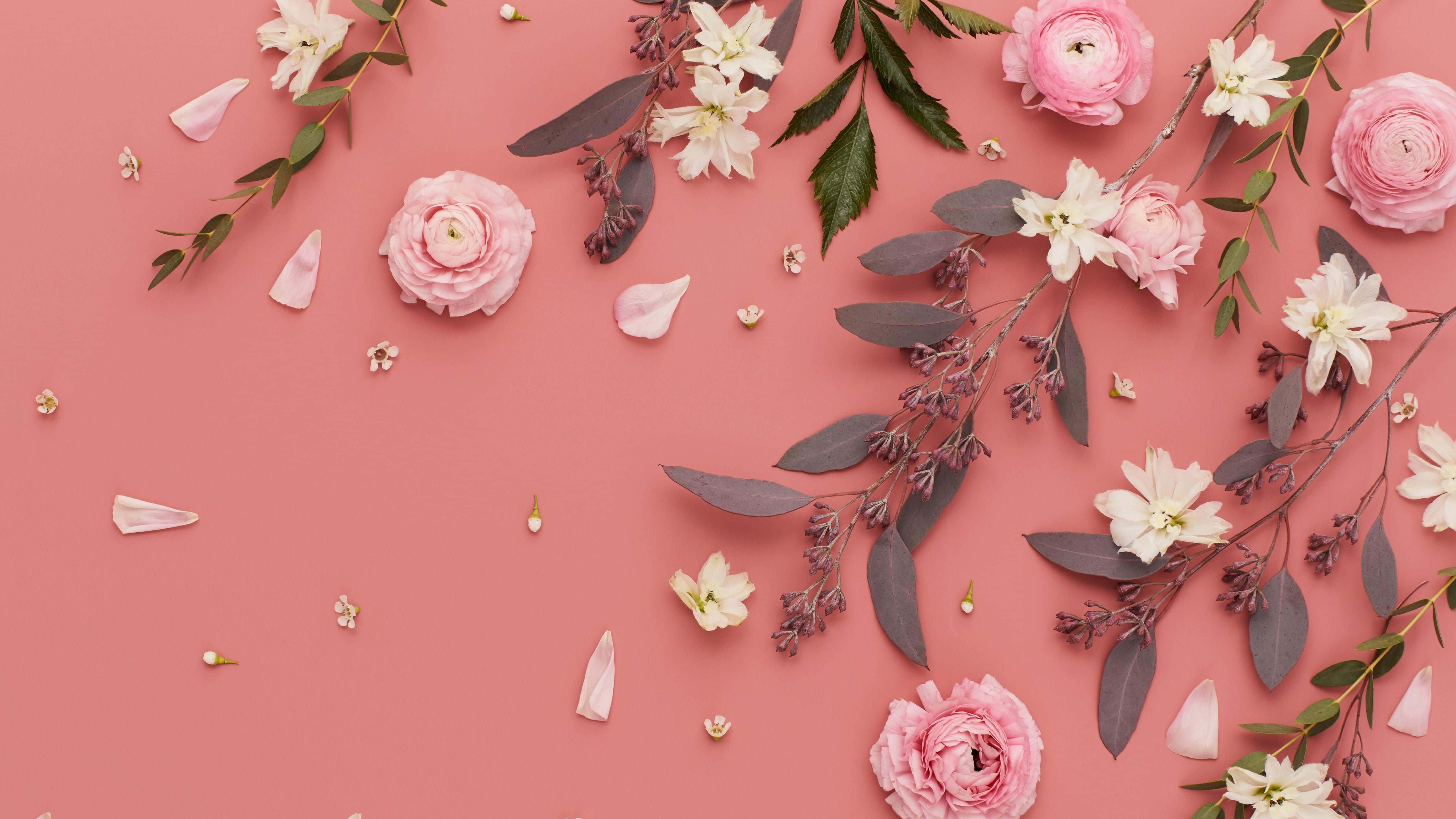 Pretty Flower, pink, white, 5K Desktop Wallpaper
