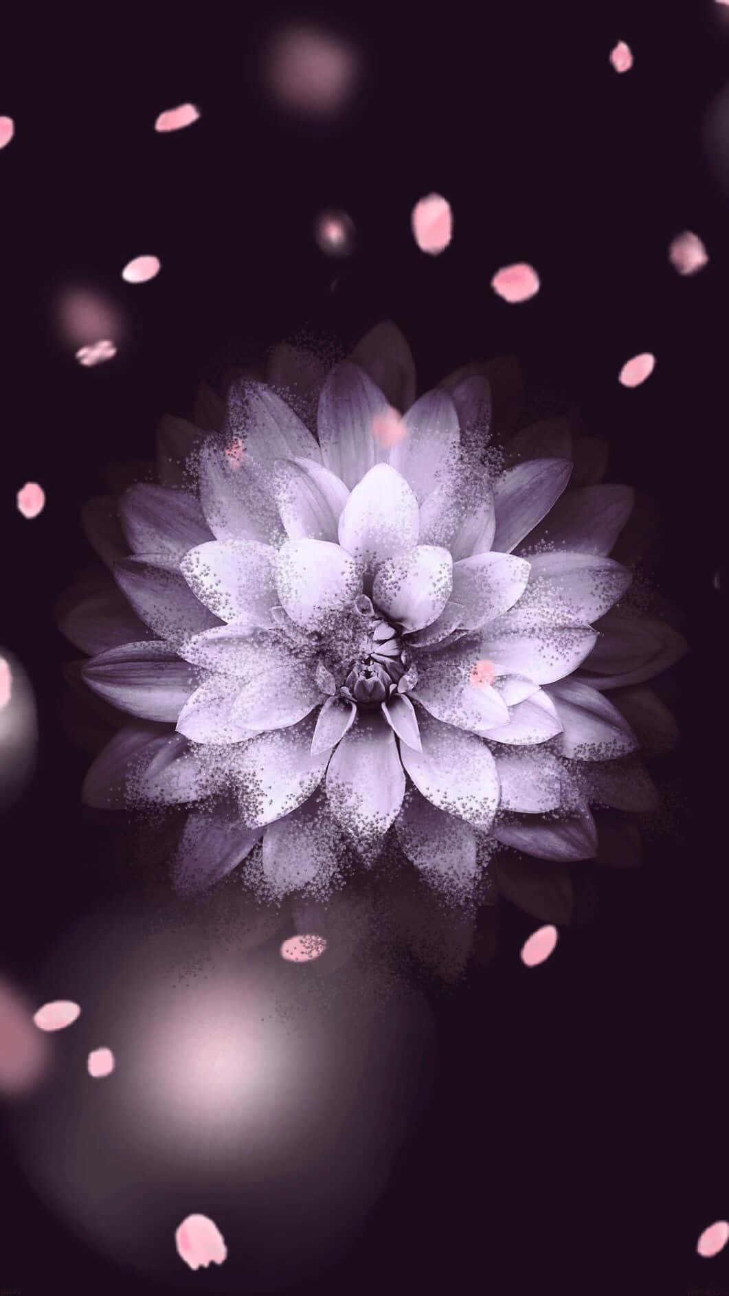 purple dahlia, dark background, soft pink petals, HD Phone Wallpaper