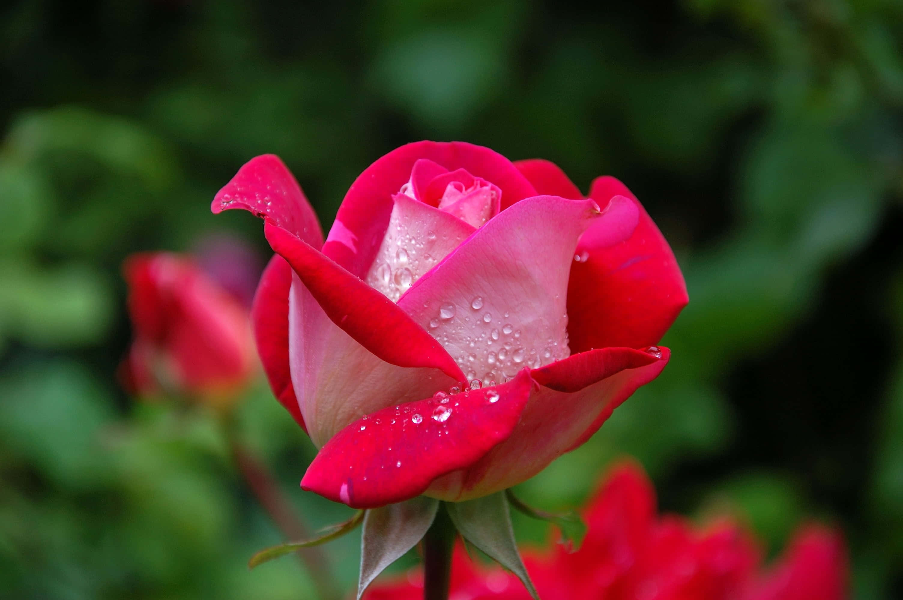 red rose, water droplets, dew drops, 2K Desktop Wallpaper