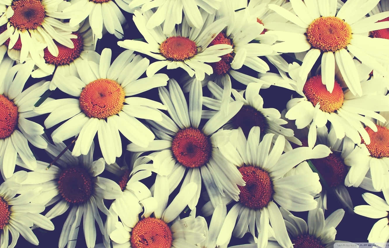 white daisies, vibrant orange centers, vintage-toned, HD Desktop Wallpaper