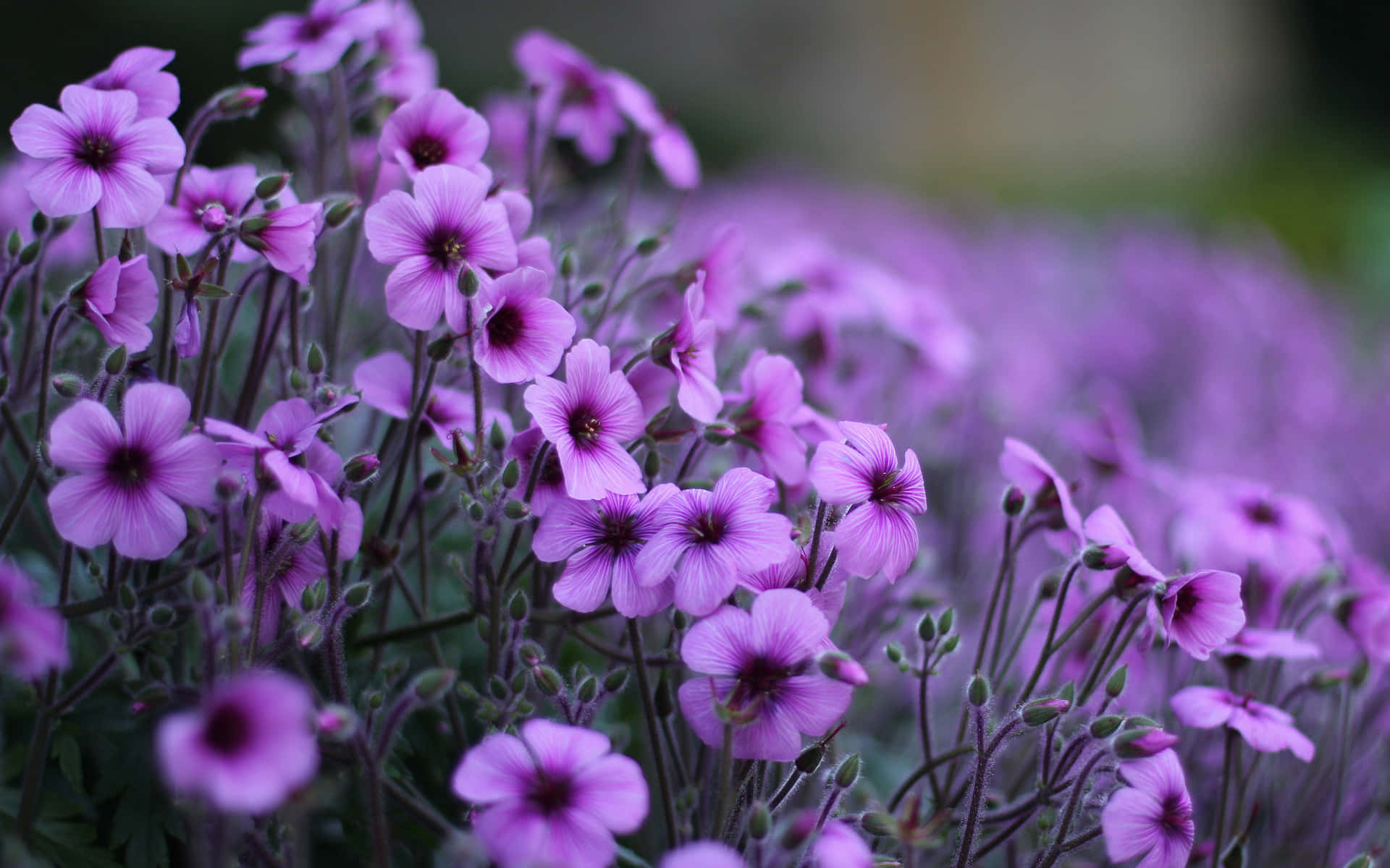 purple flowers, garden, dark background, Full HD Desktop Wallpaper