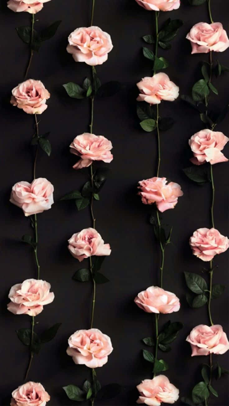 Pretty Flower, pink roses, green stems, HD Phone Wallpaper