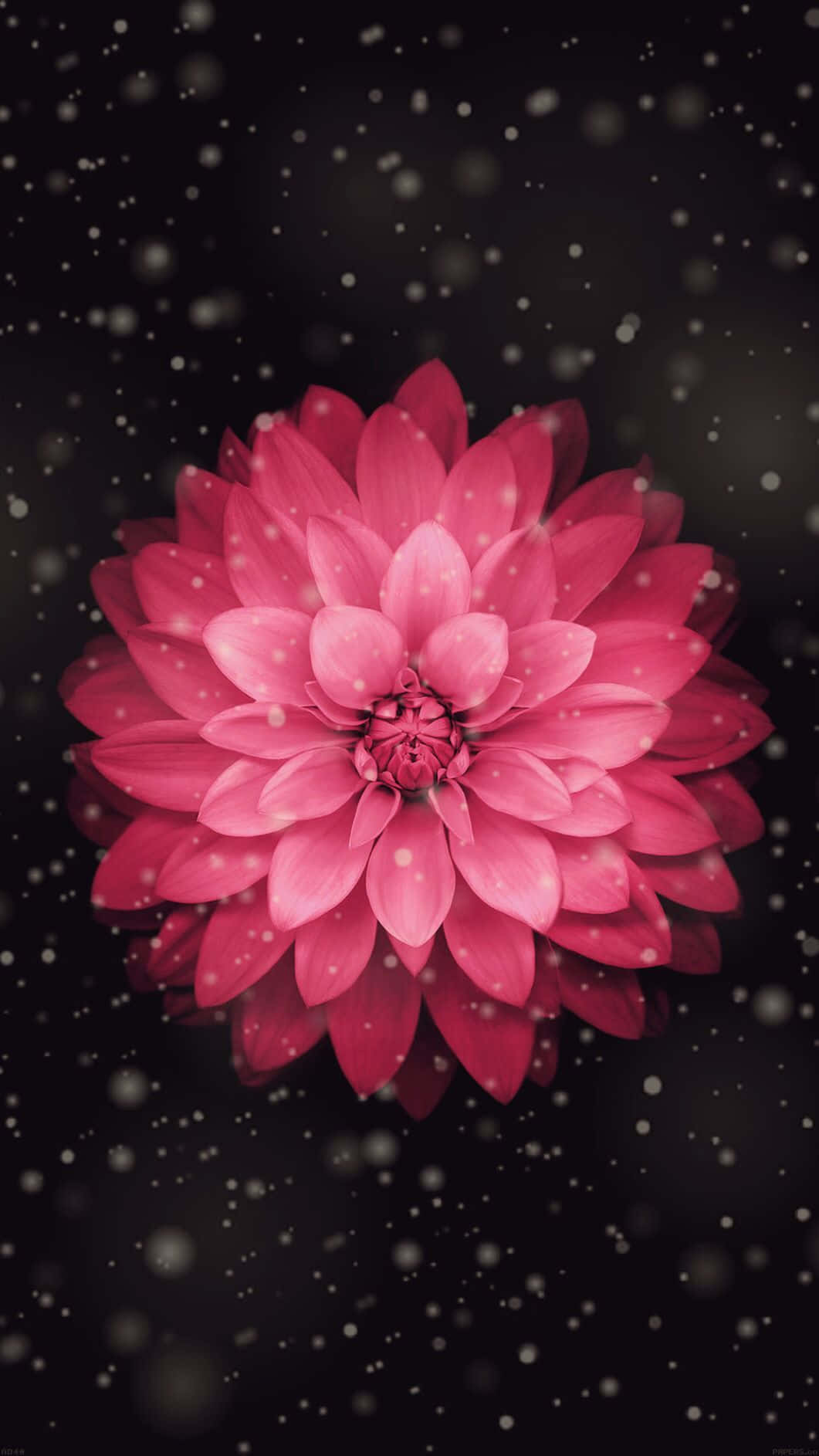 vibrant pink dahlia, dark backdrop, falling snowflakes, HD Phone Wallpaper