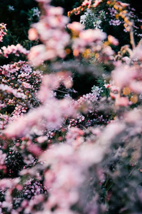 Bright Pink Flower, soft pink blossoms, delicate white and orange flowers, SD Phone Wallpaper