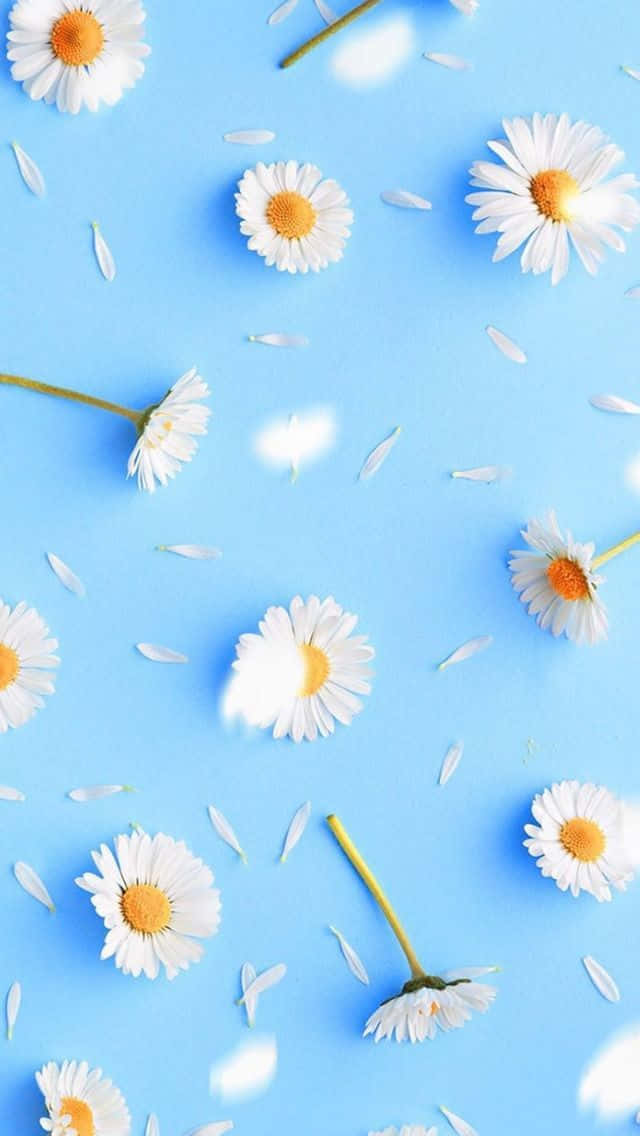 white flower, blue background, white daisies, SD Phone Wallpaper