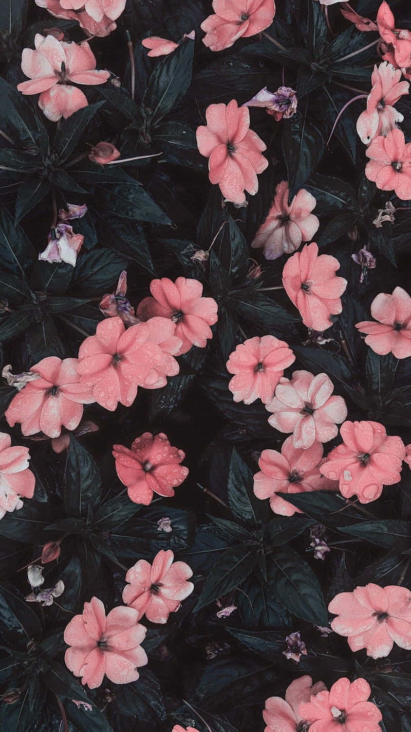 pink flowers, black background, dewdrops, HD Phone Wallpaper