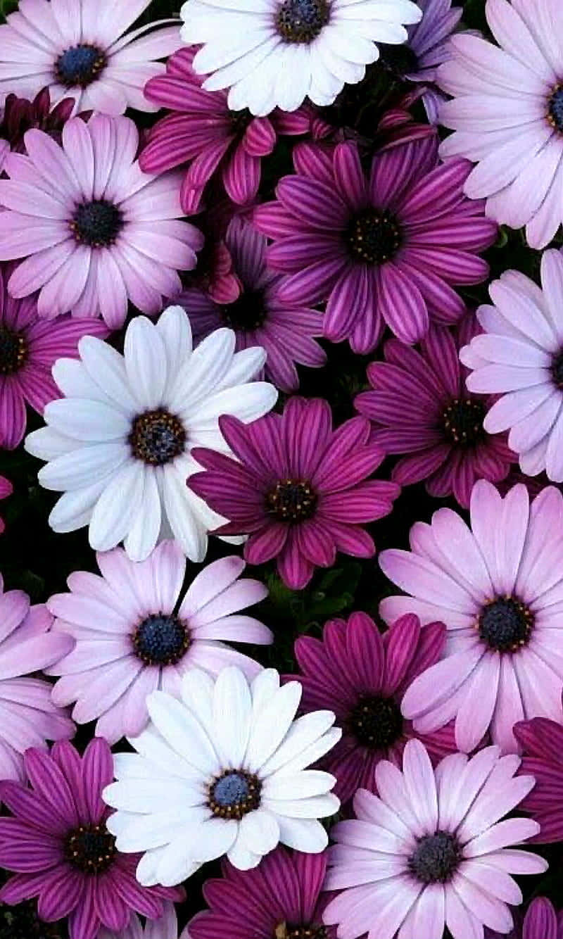 purple and white daisies, dark centers, dark green background, HD Phone Wallpaper