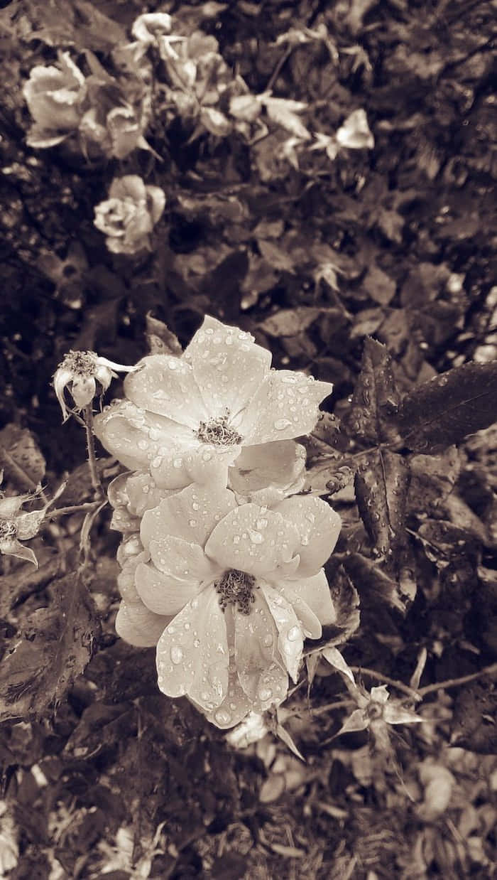 sepia-toned, dew-kissed roses, soft petals, SD Phone Wallpaper