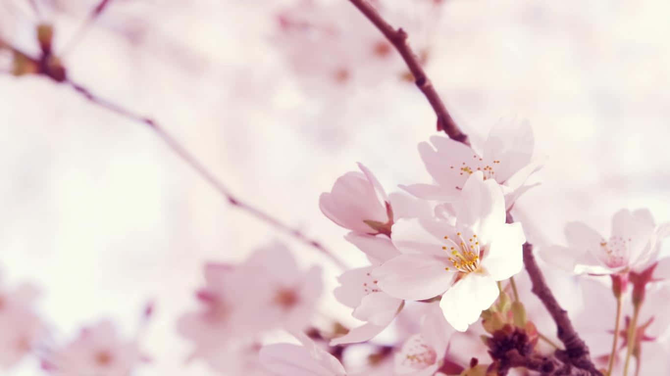 cherry blossom tree, soft pink, slender branches, HD Desktop Wallpaper