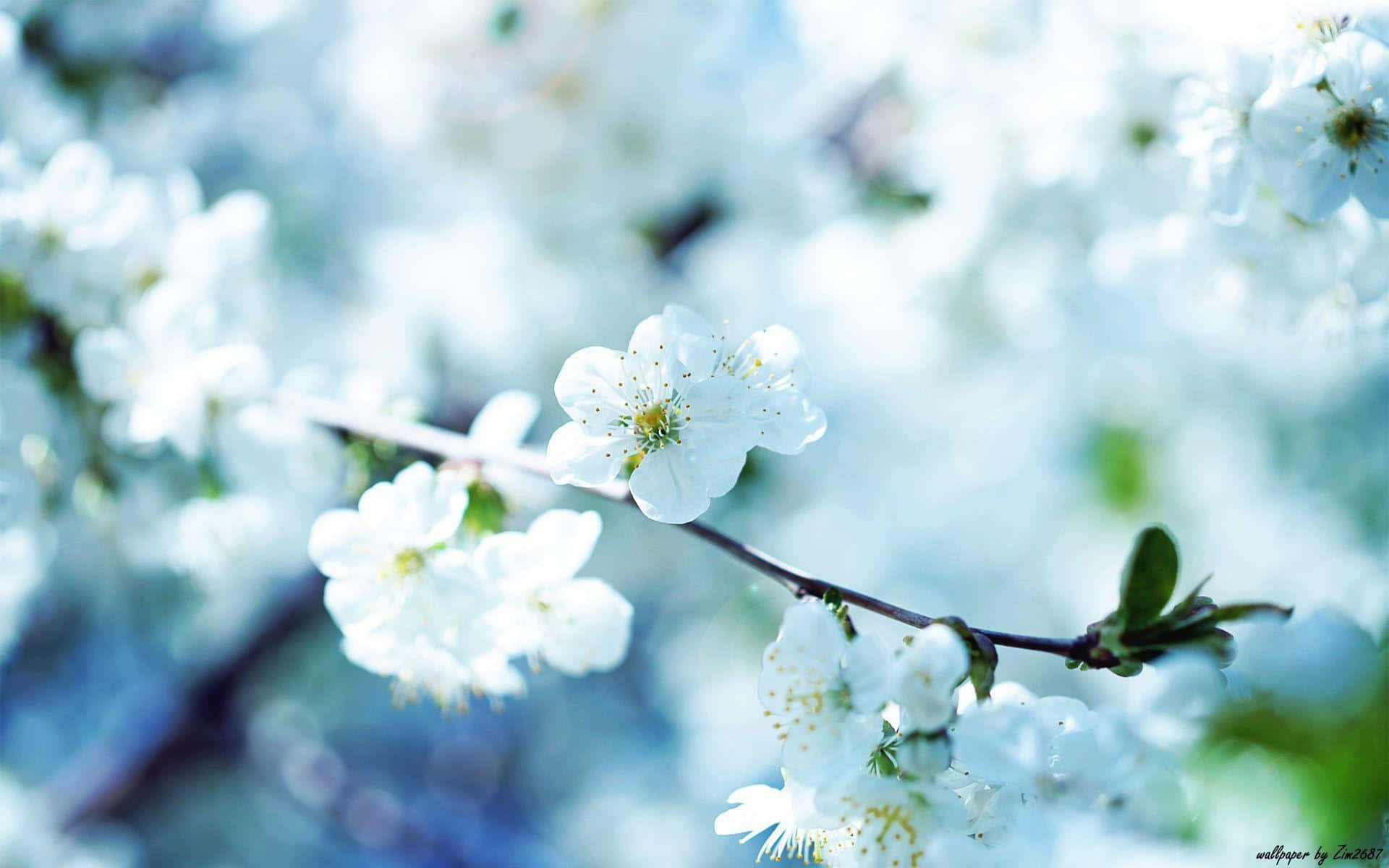 white blossoms, yellow stamens, dreamy blue background, Full HD Desktop Wallpaper
