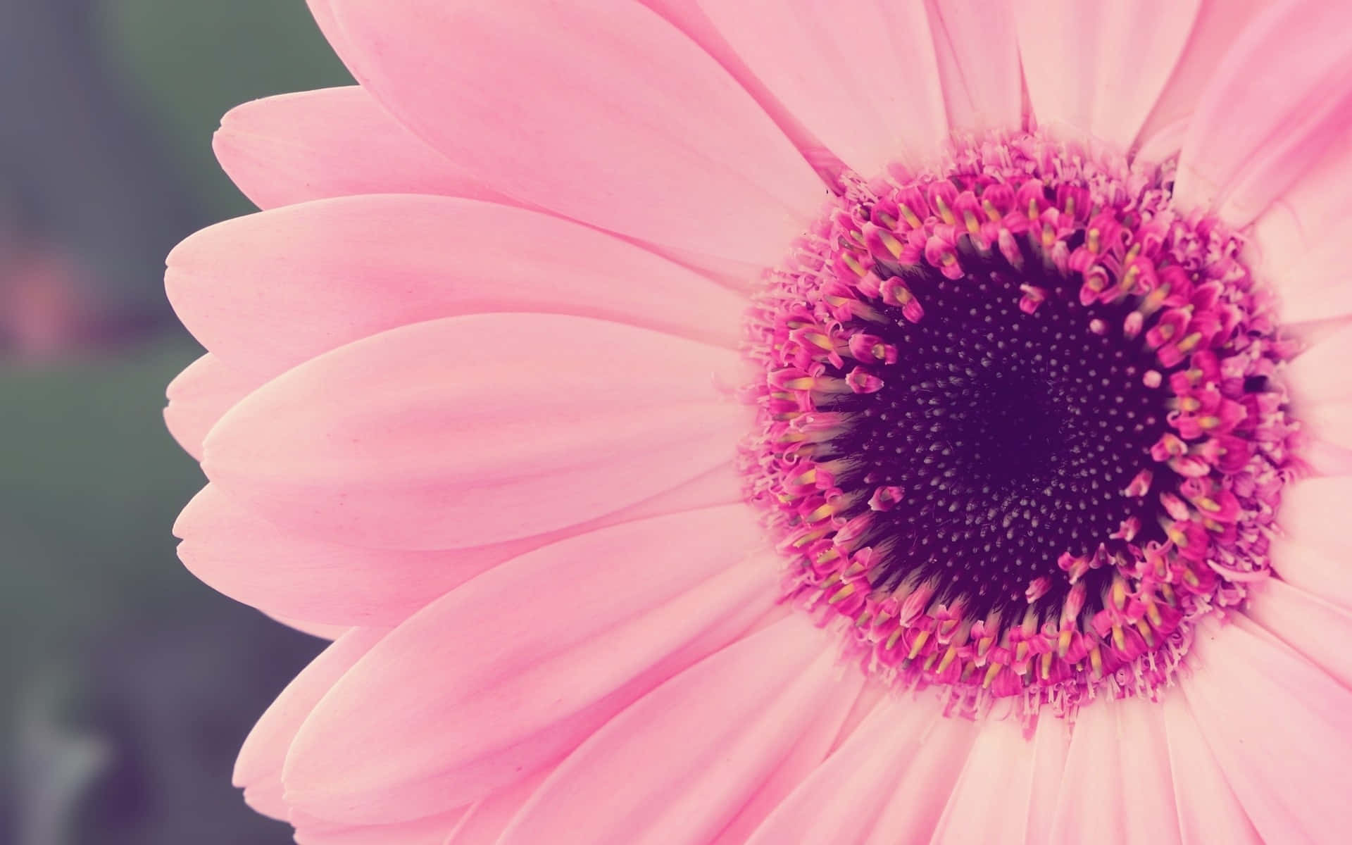 pink gerbera daisy, soft petals, dark purple center, Full HD Desktop Wallpaper