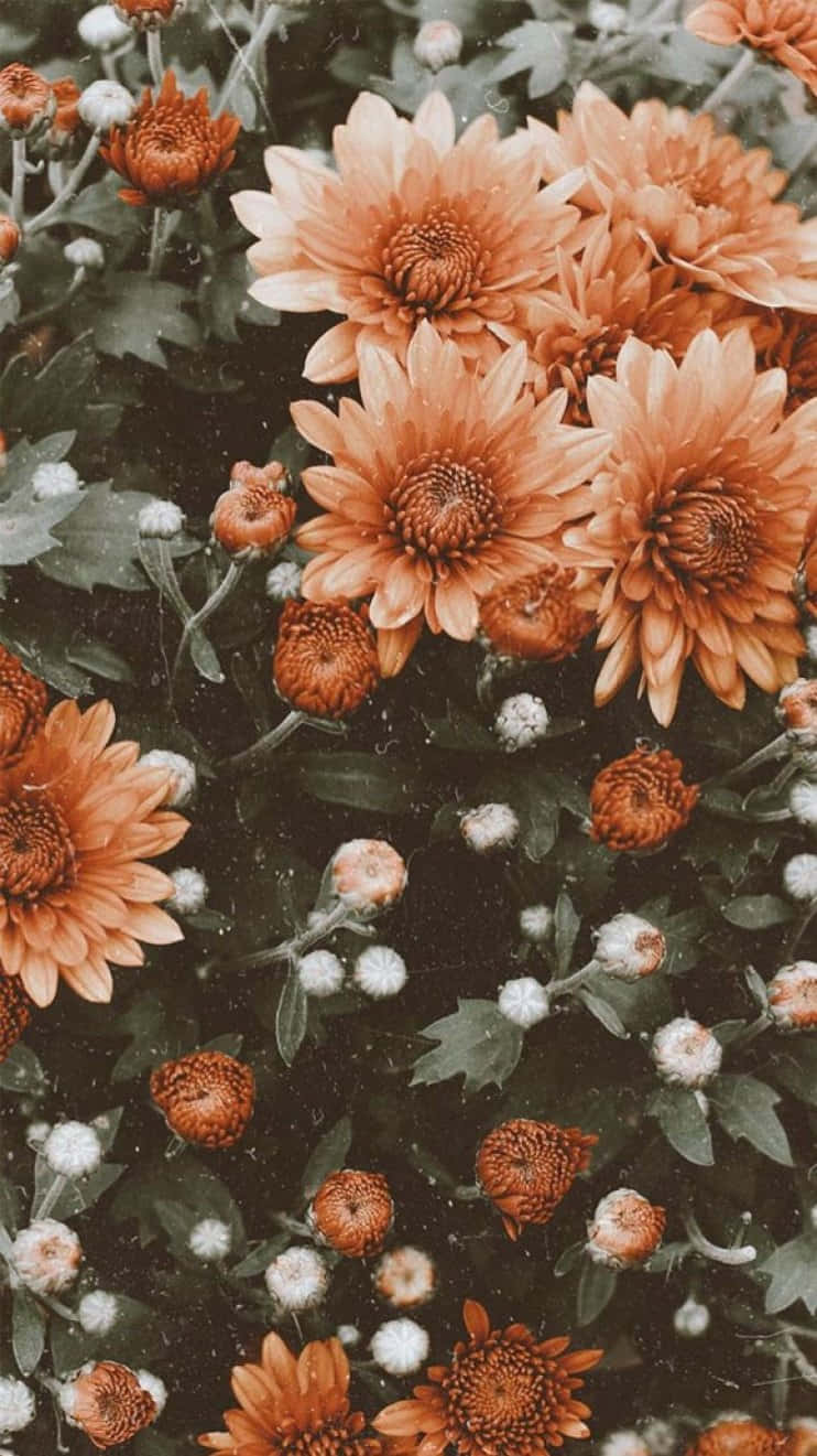 vibrant orange chrysanthemums, dark green leaves, white buds, HD Phone Wallpaper