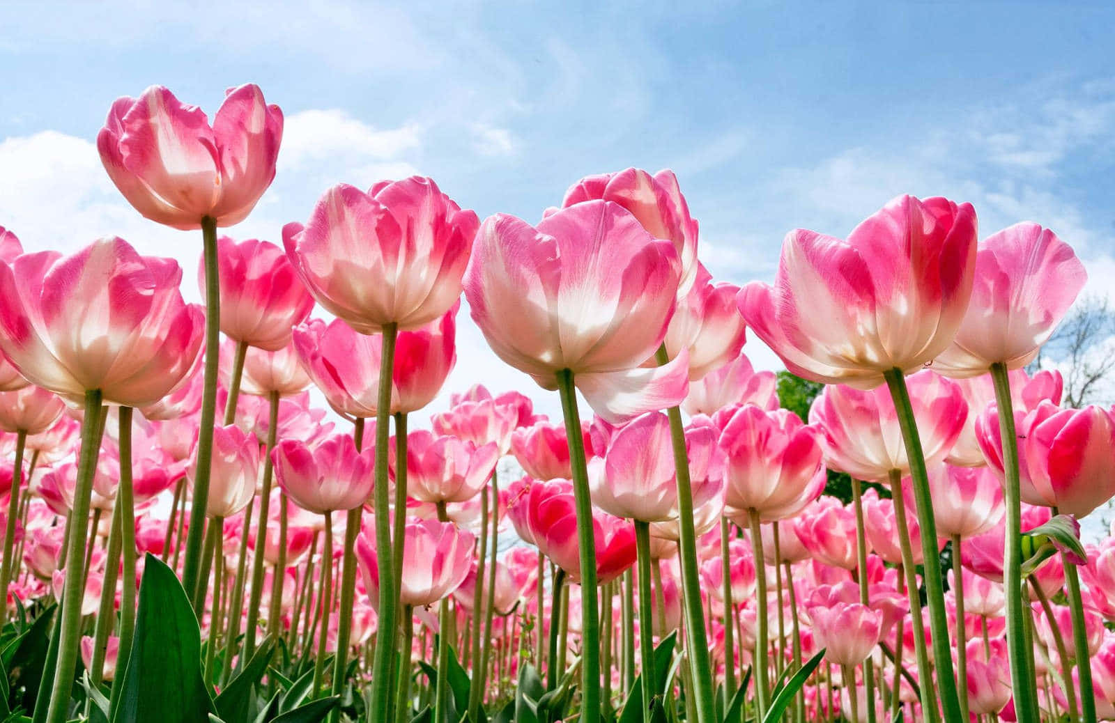 pink tulips, white tulips, bright blue sky, HD Desktop Wallpaper