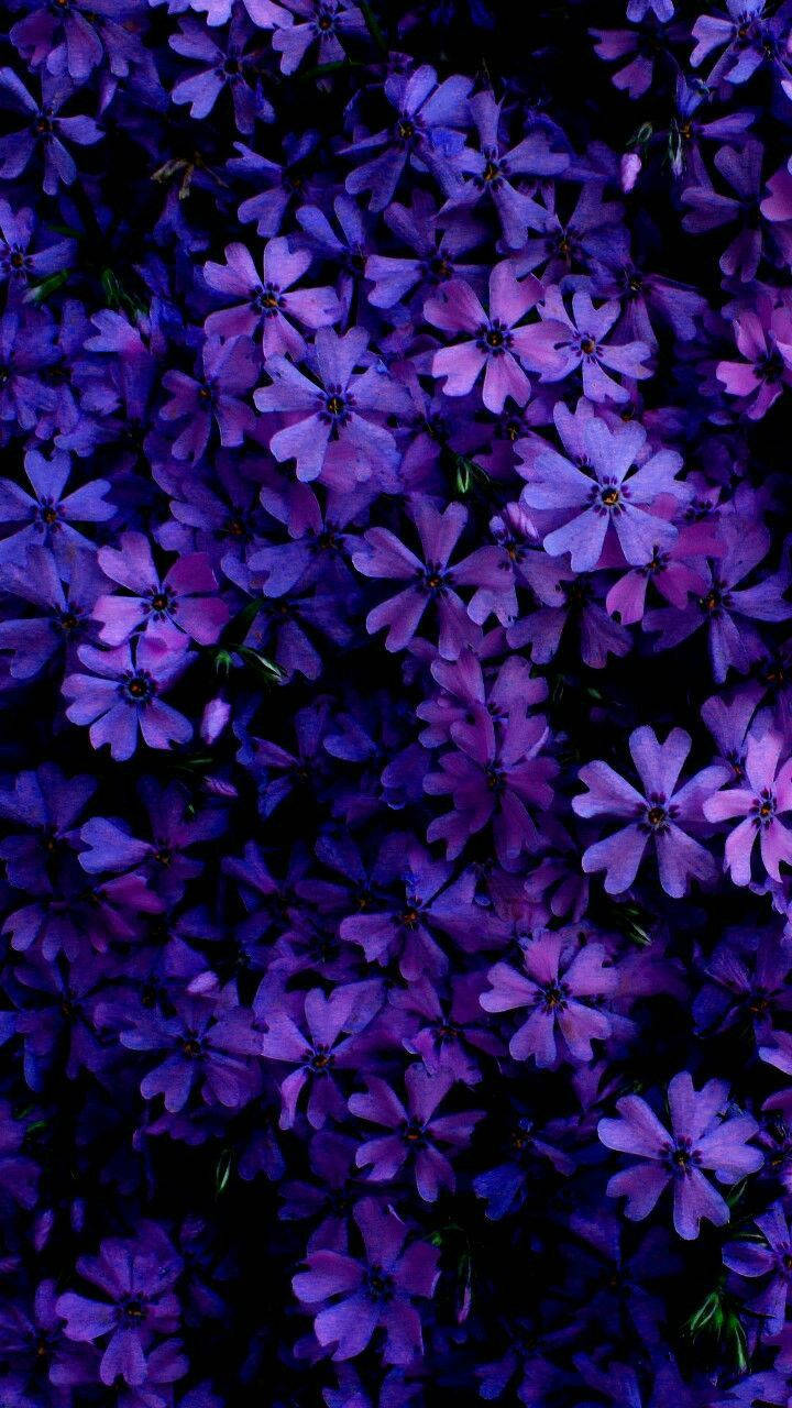 Creeping Phlox, vibrant purple flowers, dark centers, HD Phone Wallpaper
