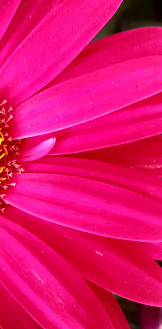 pretty flower, vibrant pink daisy, dew drops, HD Phone Wallpaper