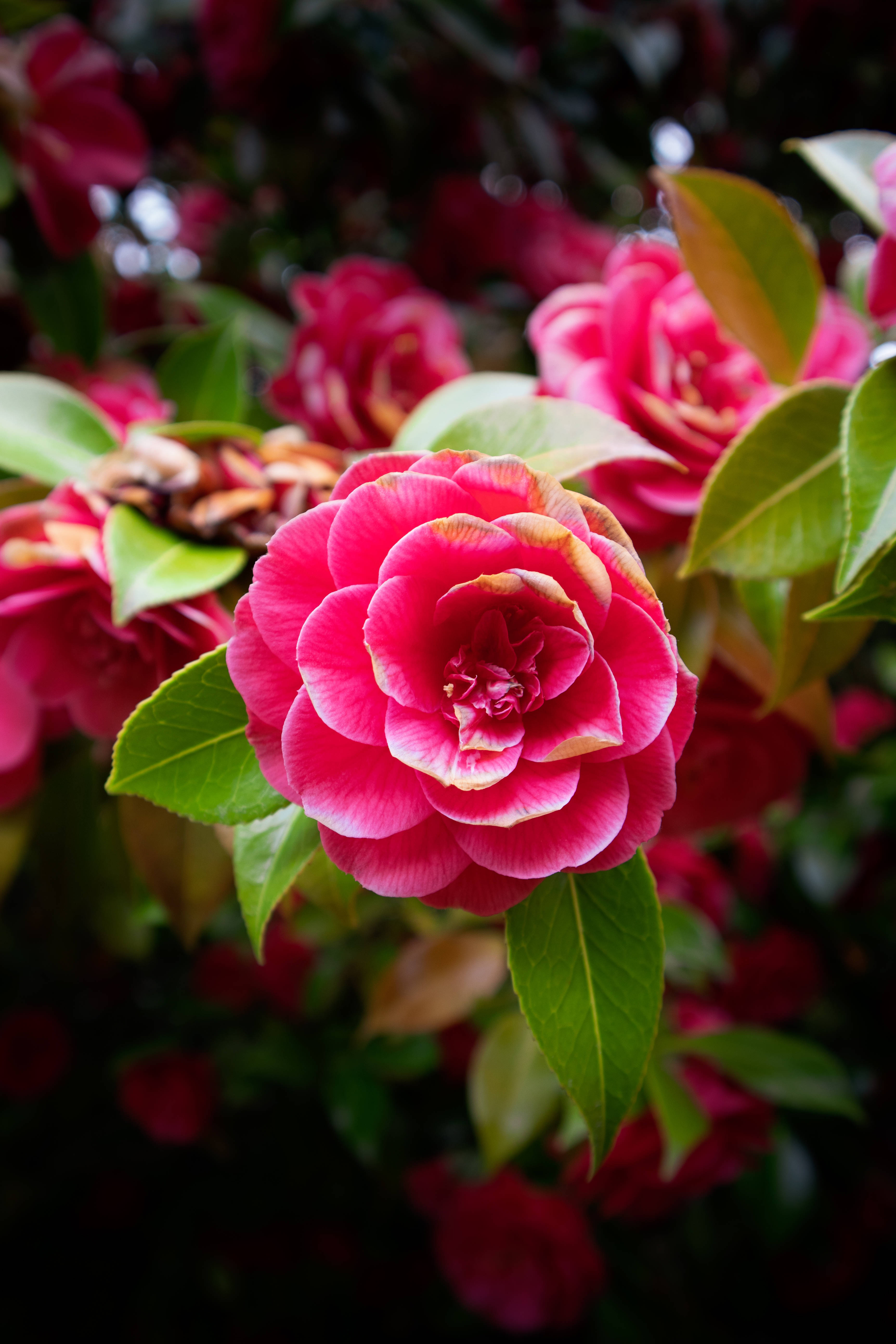 iPhone, rose, vibrant pink camellia, 5K Phone Wallpaper