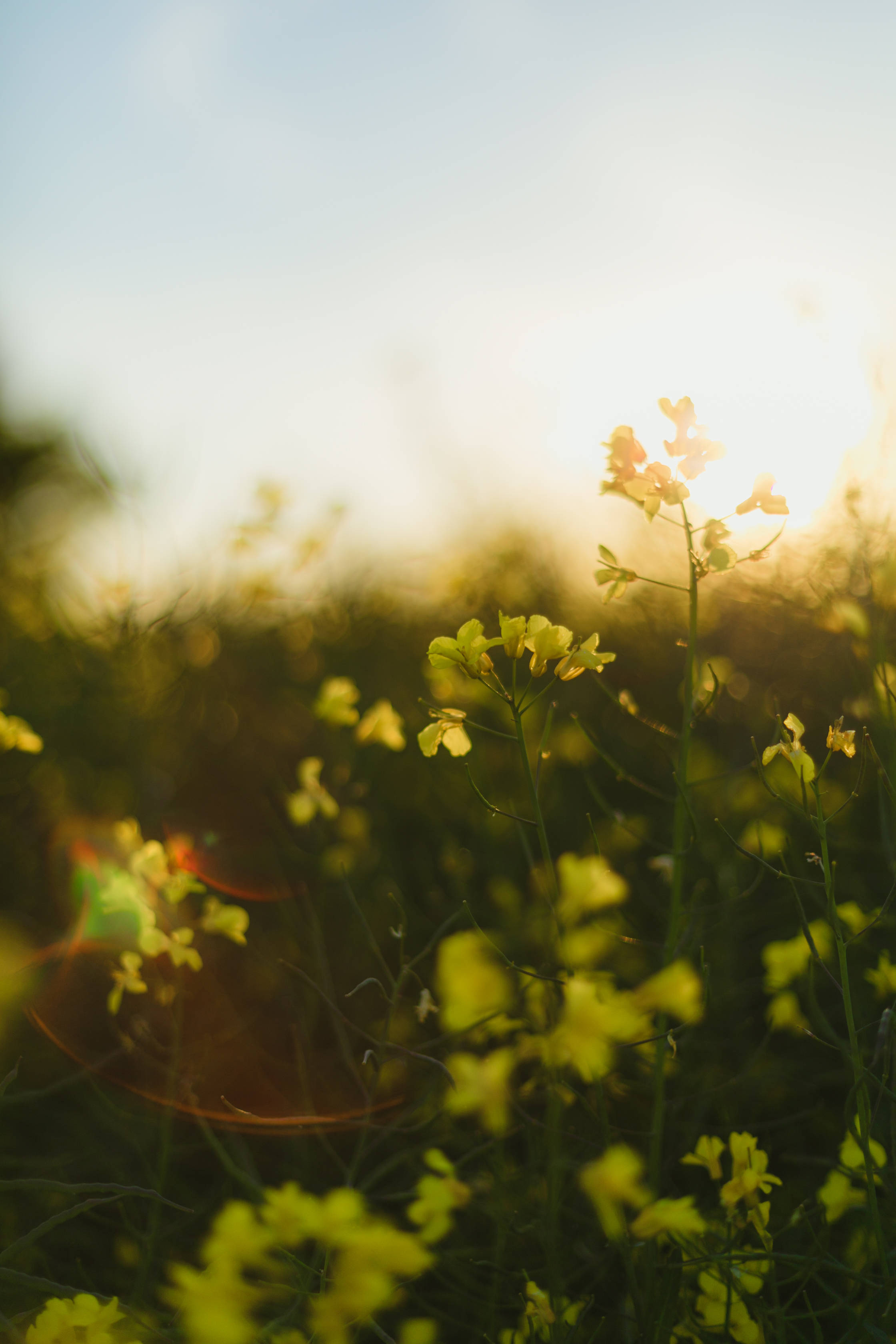 yellow wildflowers, golden sunlight, sun-drenched meadow, 2K Phone Wallpaper