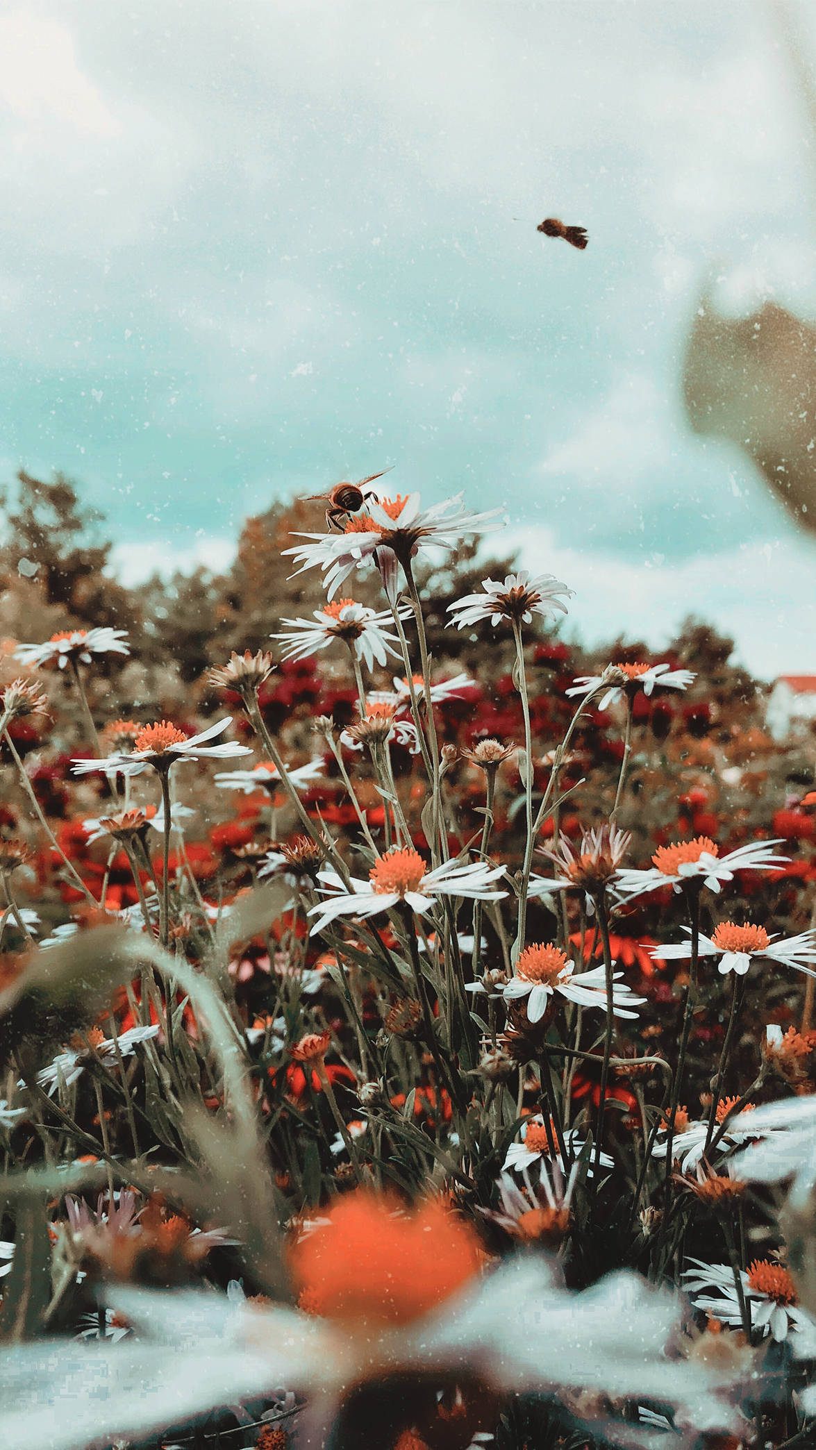 white daisy, orange center, red flowers, Full HD Phone Wallpaper