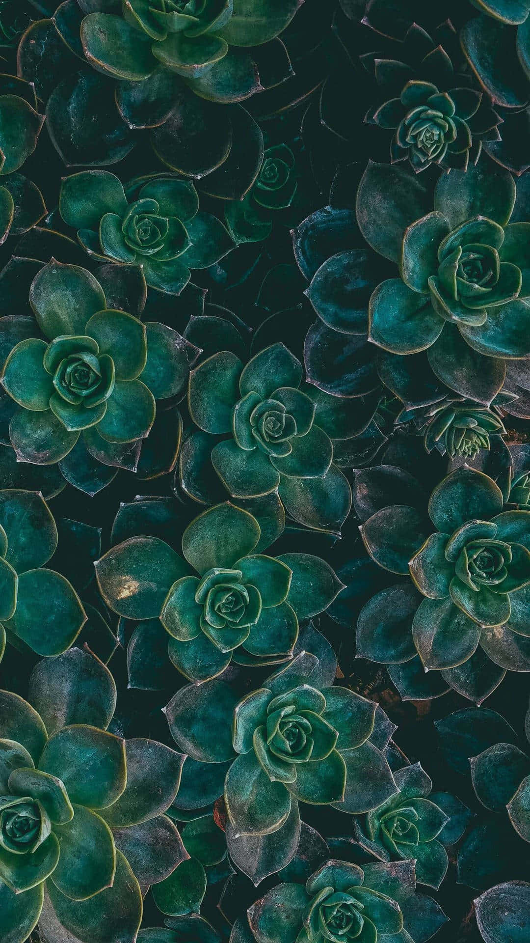 succulent, teal, golden edges, Full HD Phone Wallpaper
