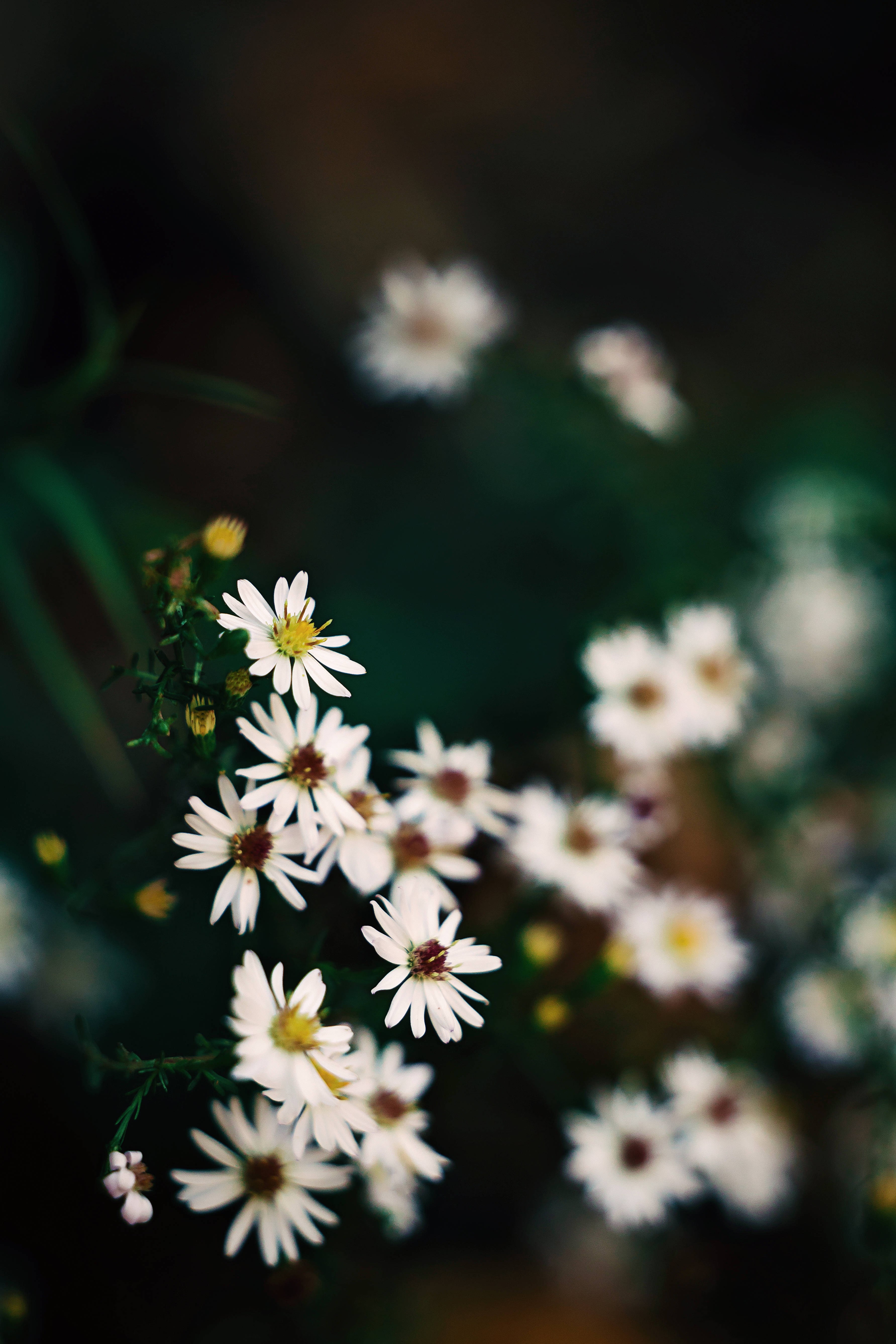 white daisies, yellow centers, dark blurred green background, 5K Phone Wallpaper