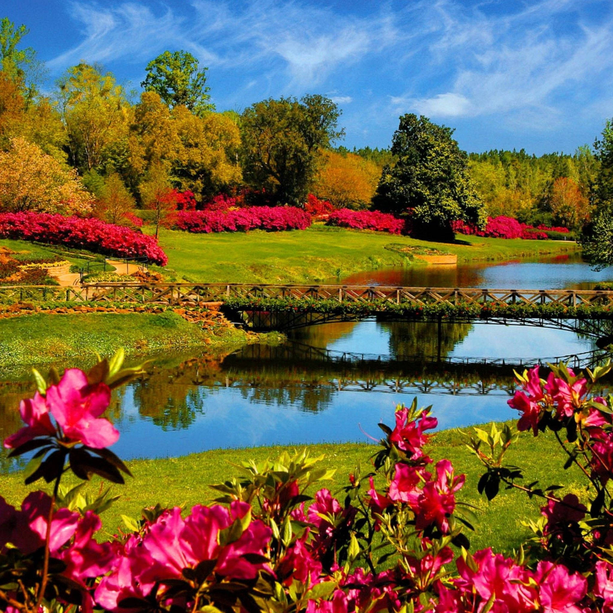 pink azaleas, serene pond, wooden bridge, Full HD Desktop Wallpaper