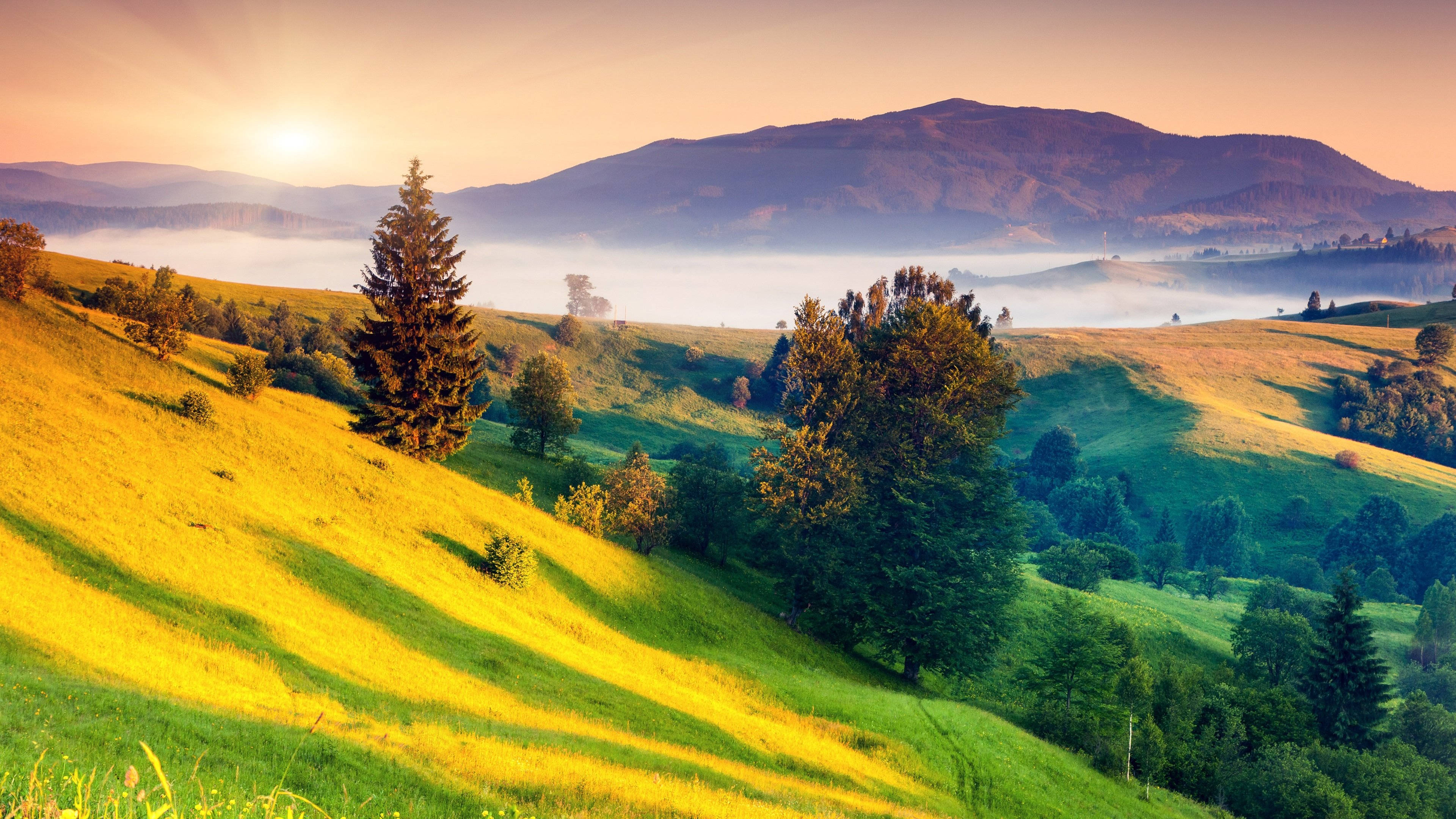 Golden sunrise, rolling green hills, scattered trees, 4K Desktop Wallpaper