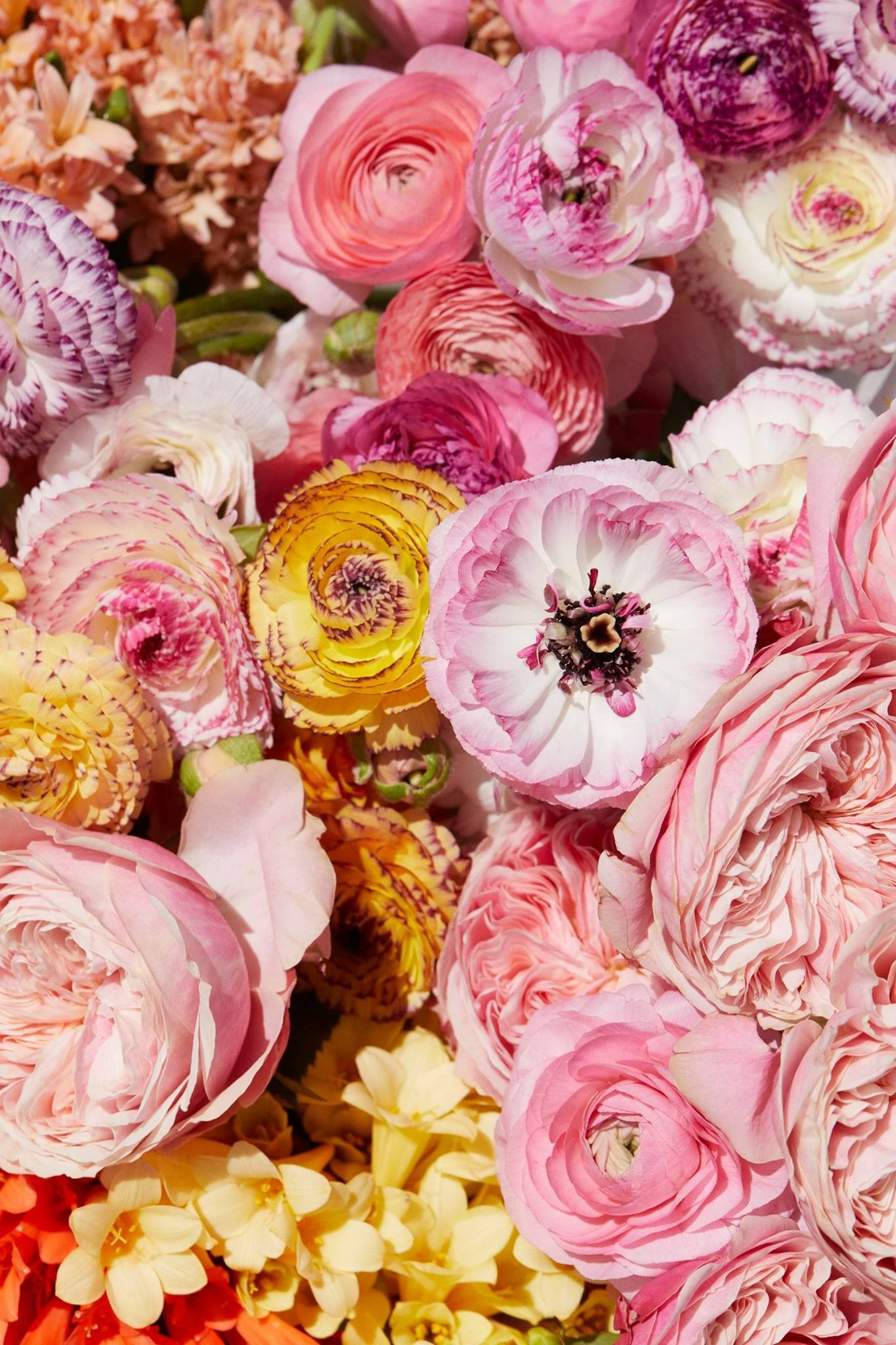 ranunculus, soft pinks, yellows, Full HD Phone Wallpaper