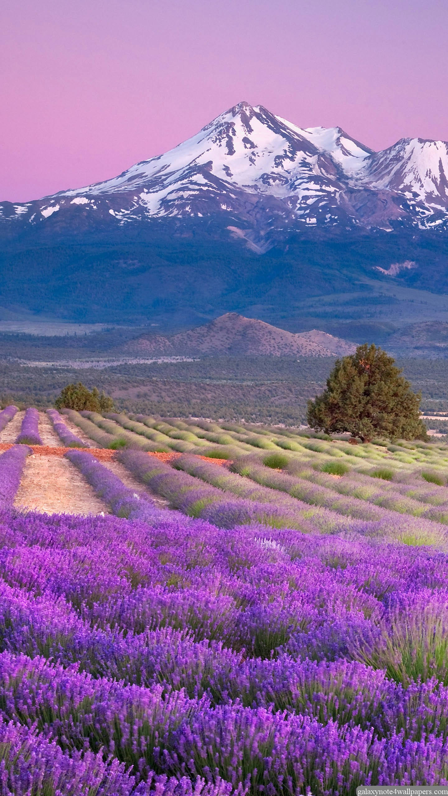 vibrant purple lavender, snow-capped mountains, soft pink twilight sky, 2K Phone Wallpaper