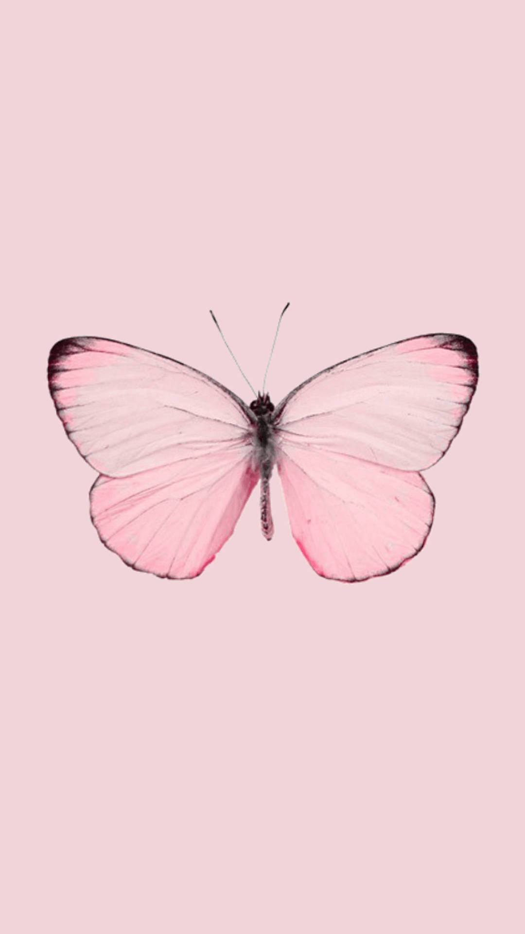 pink butterfly, dark-edged wings, soft pastel pink background, Full HD Phone Wallpaper