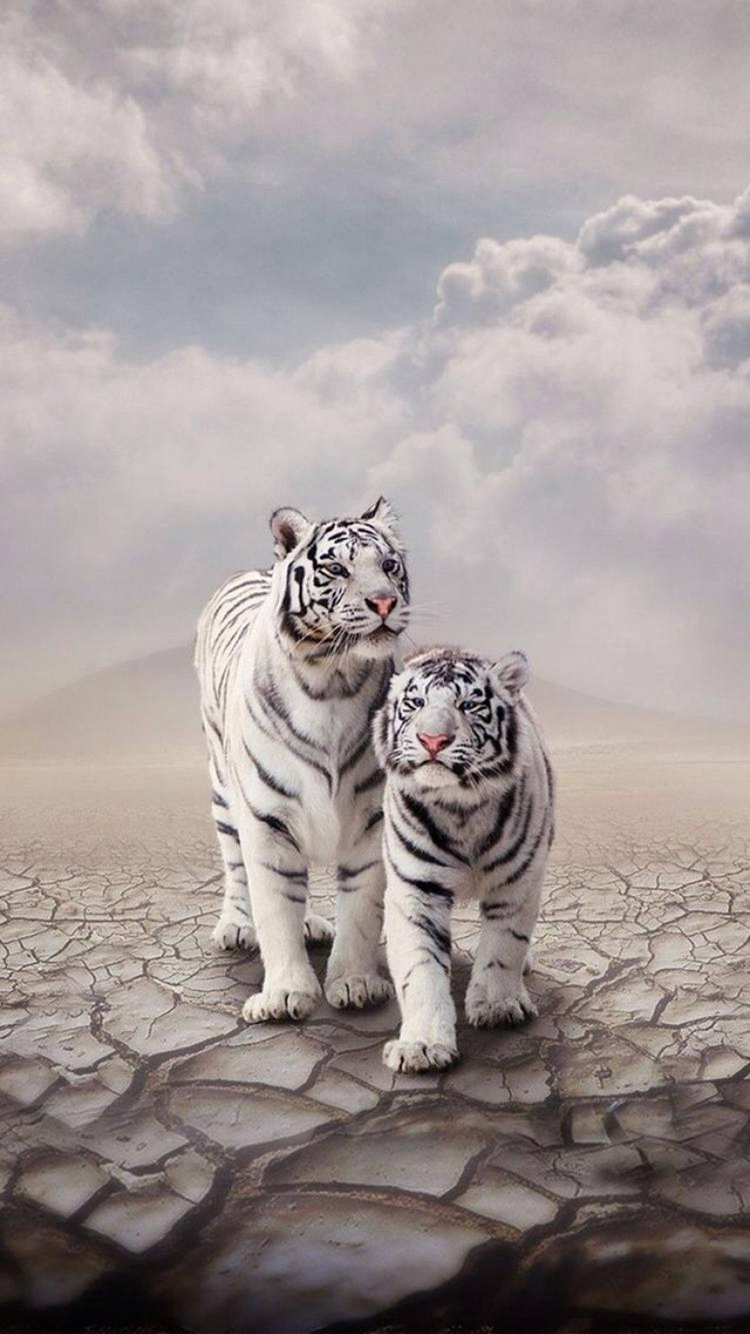 white tigers, cracked earth, cloudy sky, Full HD Phone Wallpaper