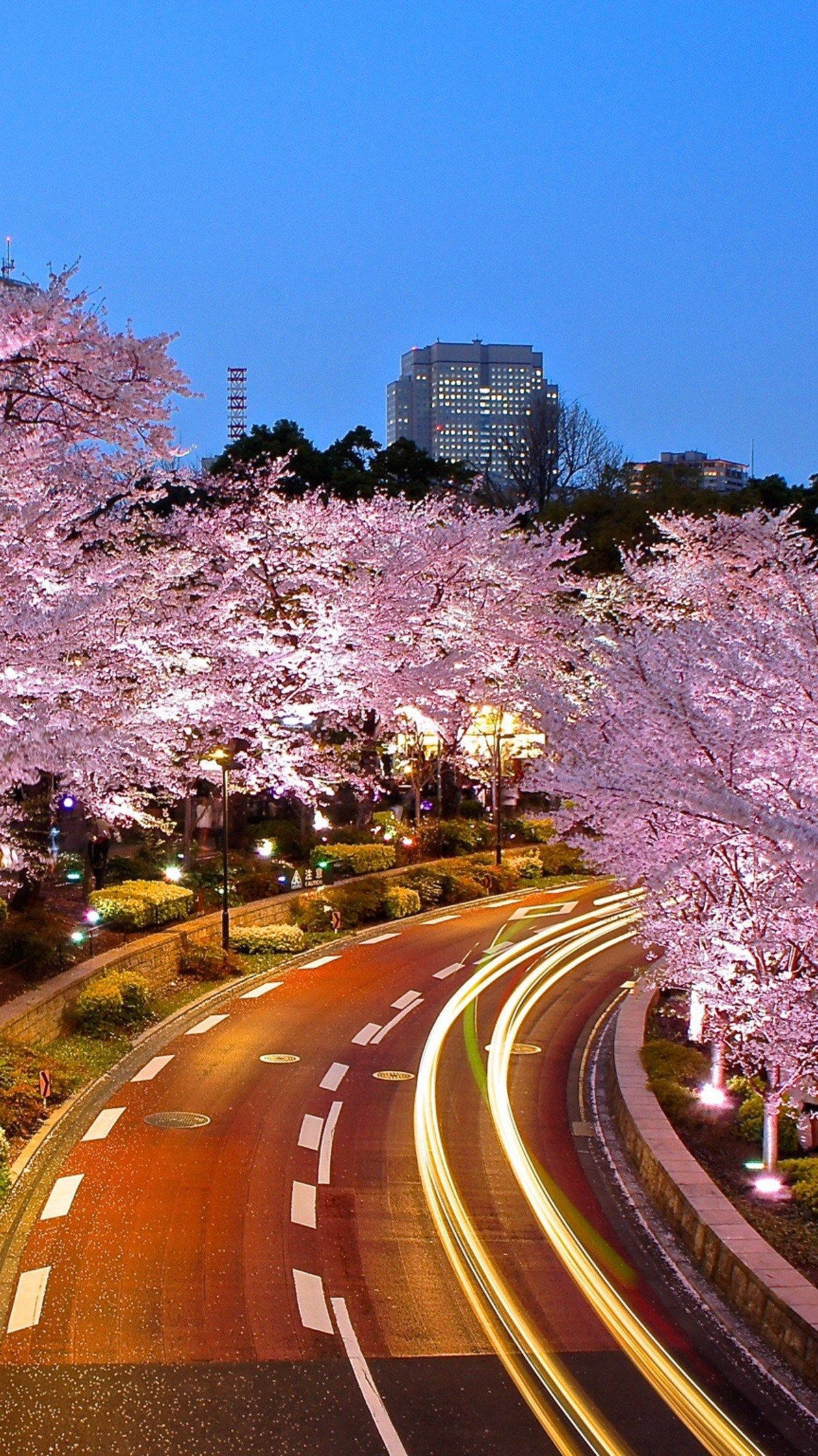 winding road, dusk, glowing pink cherry blossoms, Full HD Phone Wallpaper