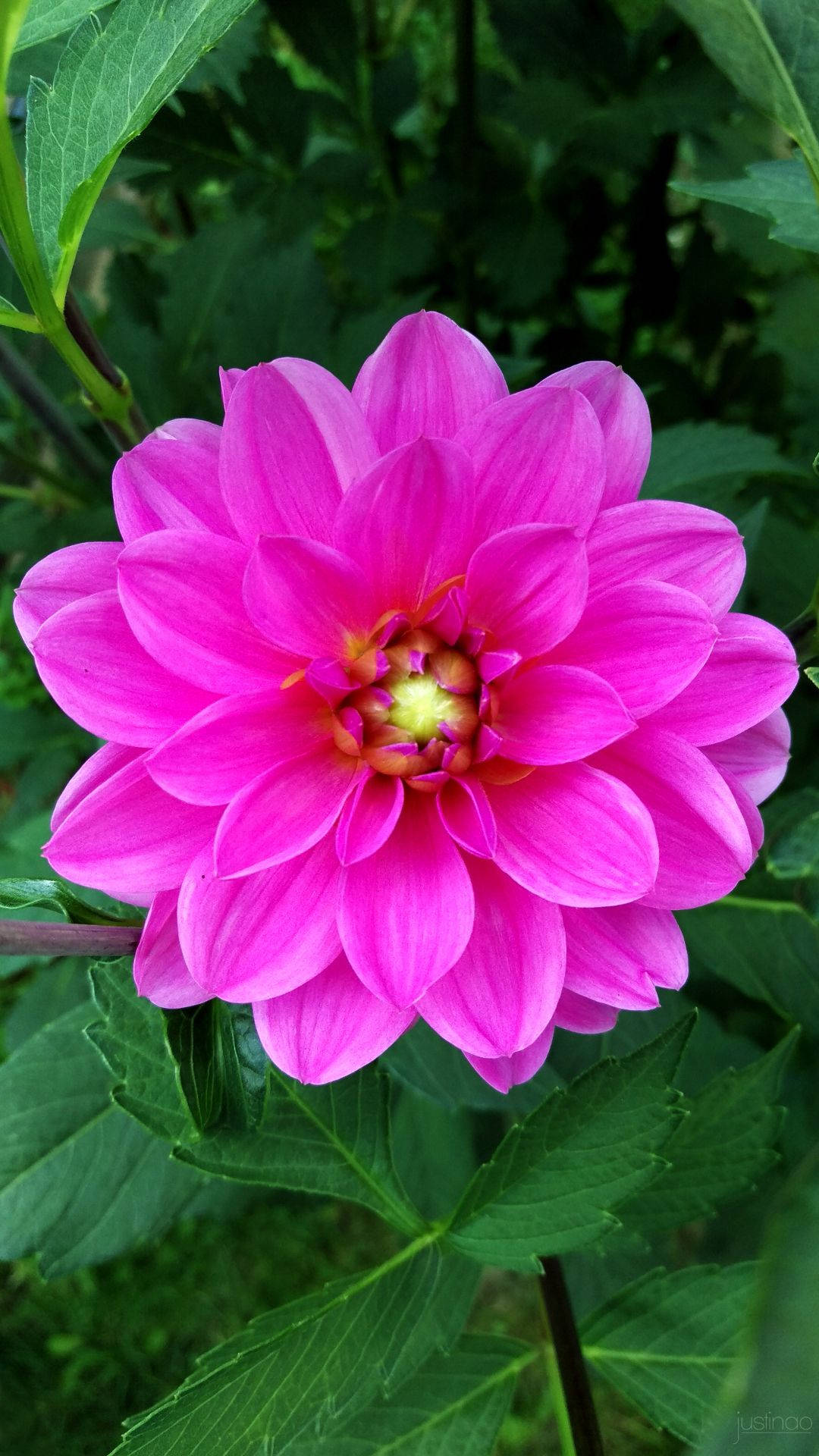 dahlia, pink, green foliage, Full HD Phone Wallpaper