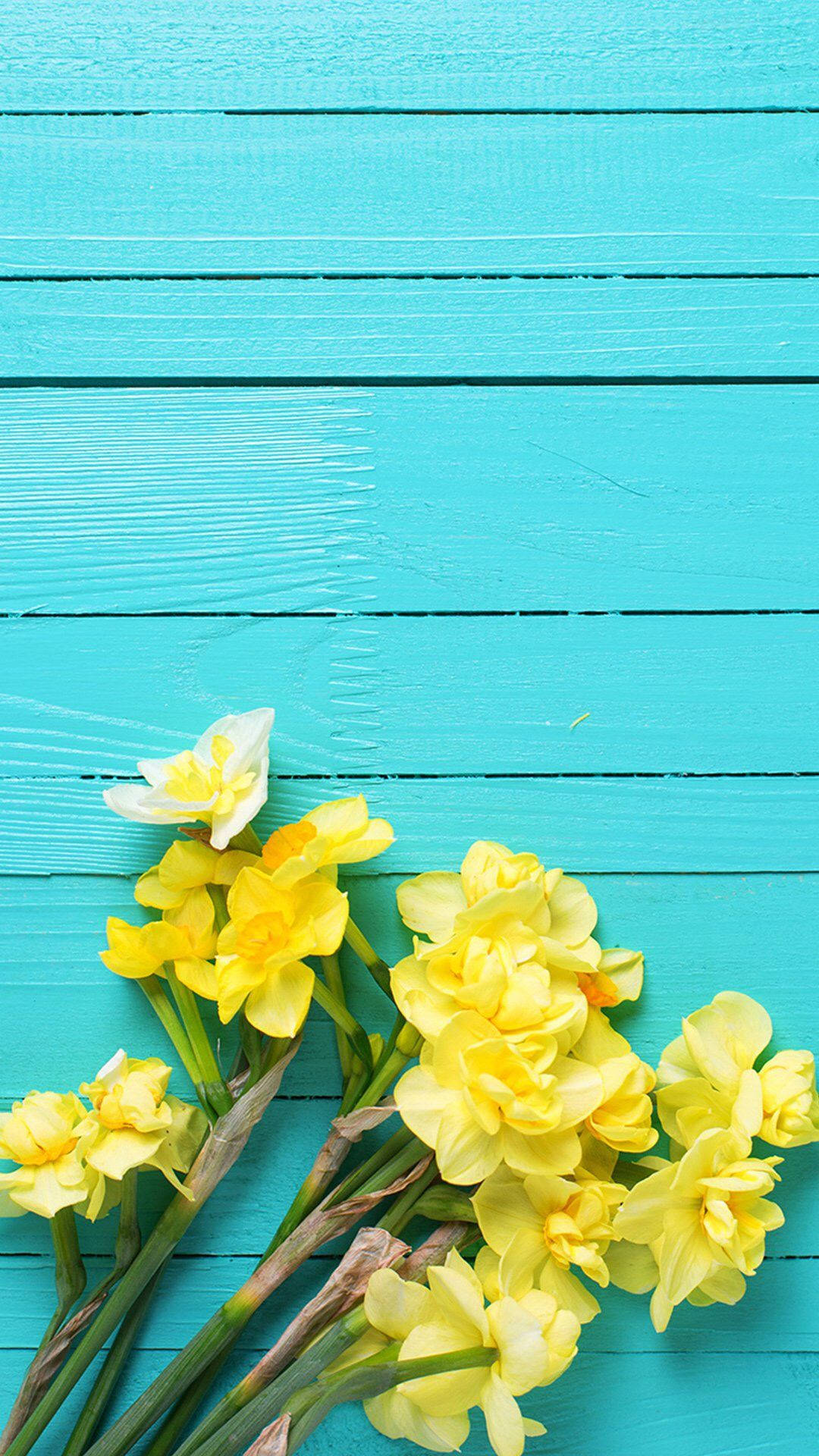 yellow daffodils, bright turquoise wooden plank, vibrant yellow, Full HD Phone Wallpaper