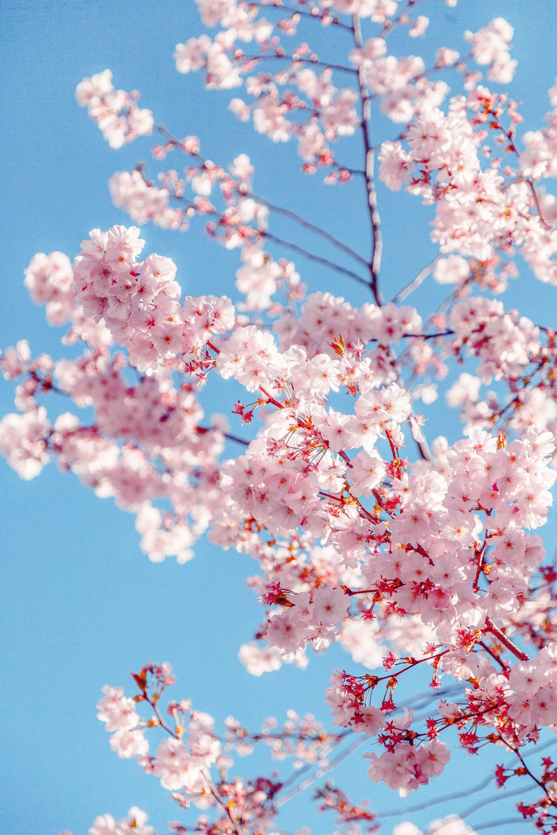 cherry blossoms, pink, clear blue sky, 2K Phone Wallpaper