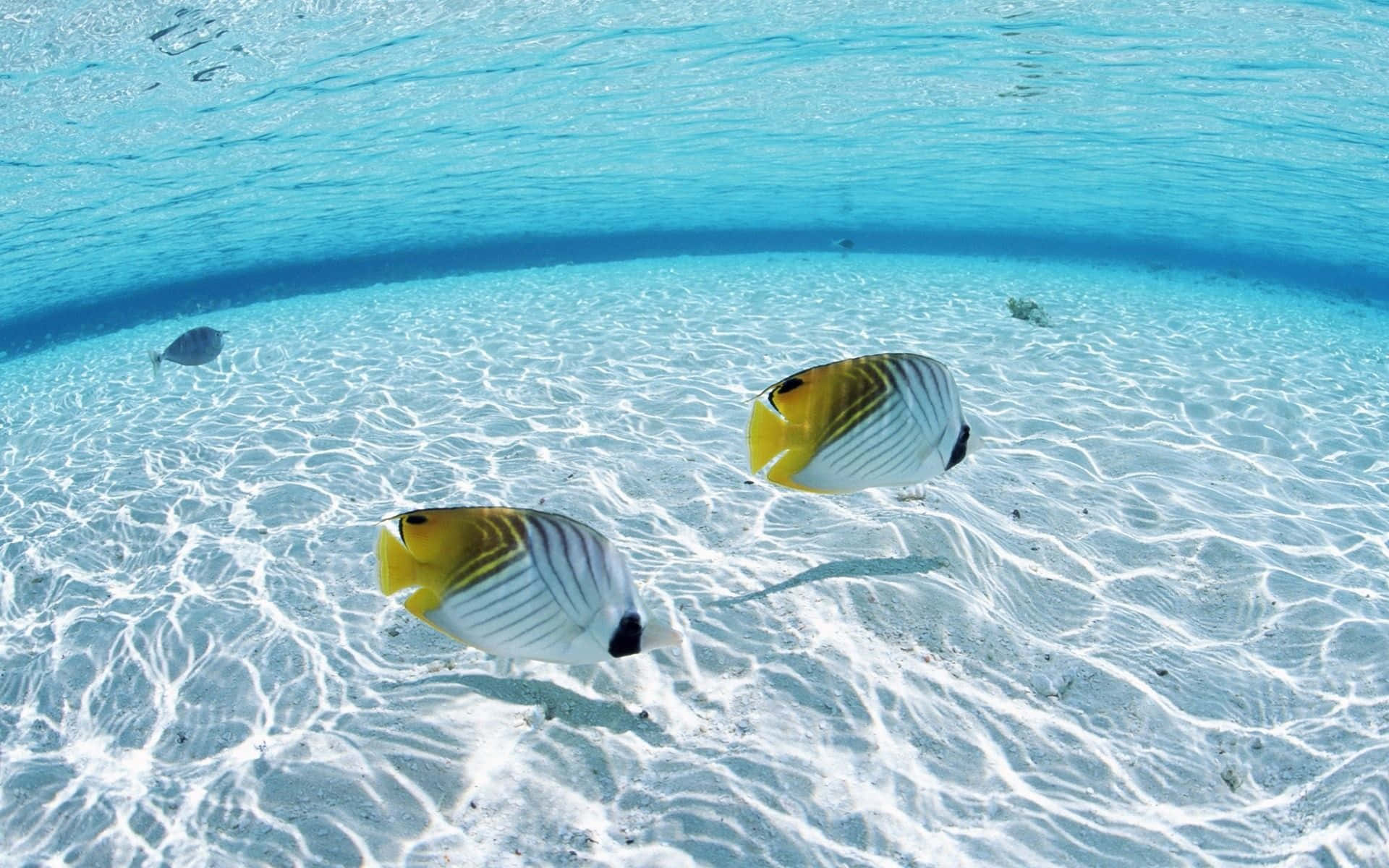 butterflyfish, yellow and white, sun-dappled white sand, Full HD Desktop Wallpaper