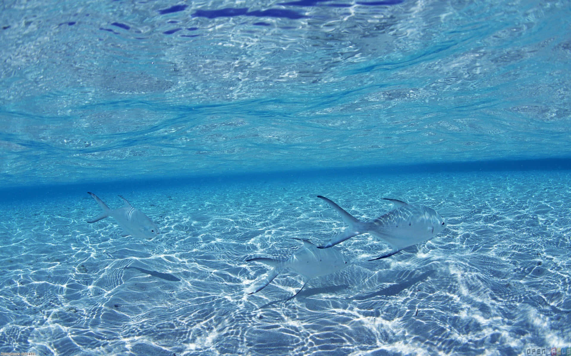 pretty ocean, silver fish, crystal clear turquoise water, Full HD Desktop Wallpaper