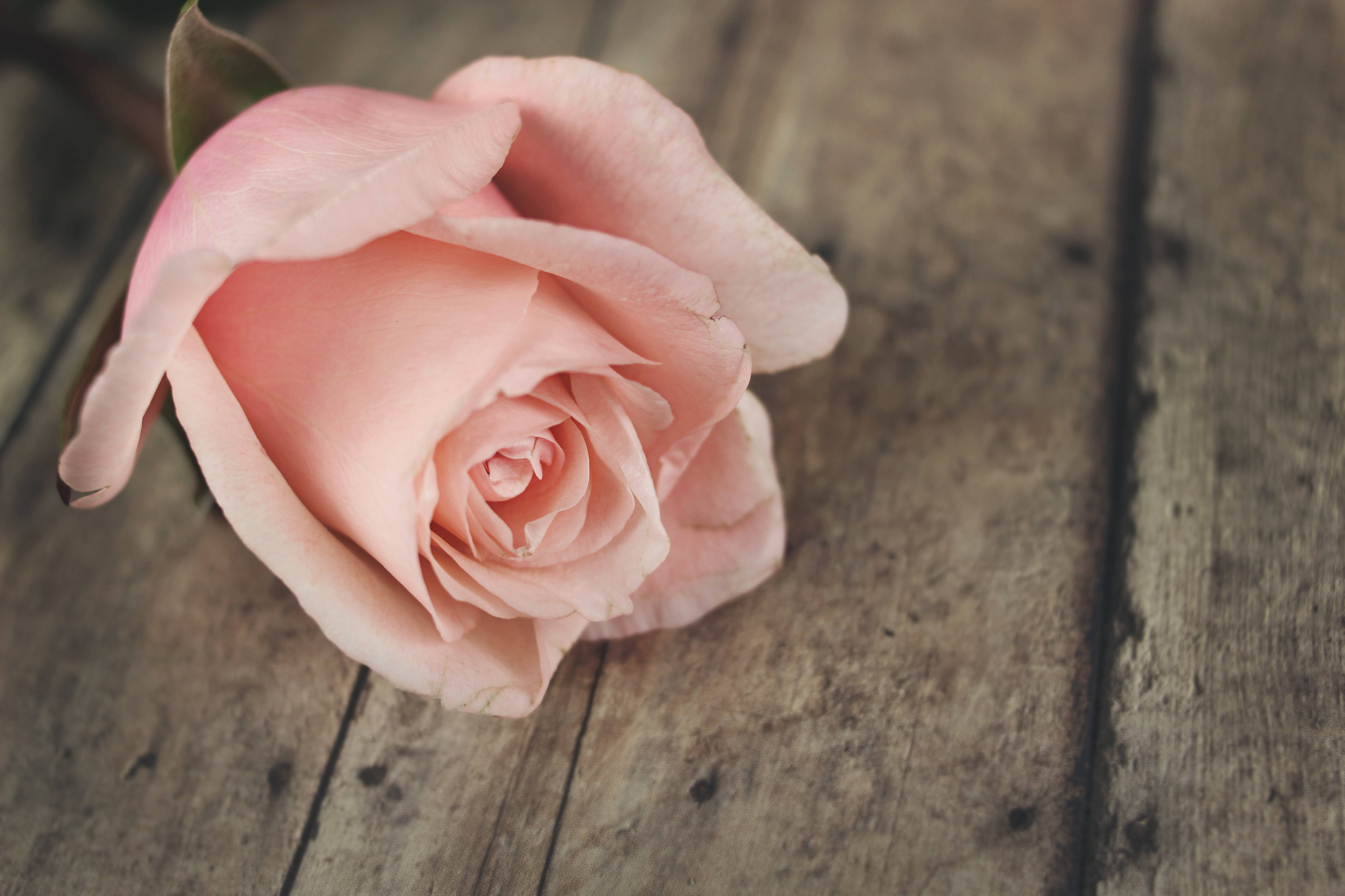 Pretty Pastel, pink rose, weathered wooden planks, 5K Desktop Wallpaper