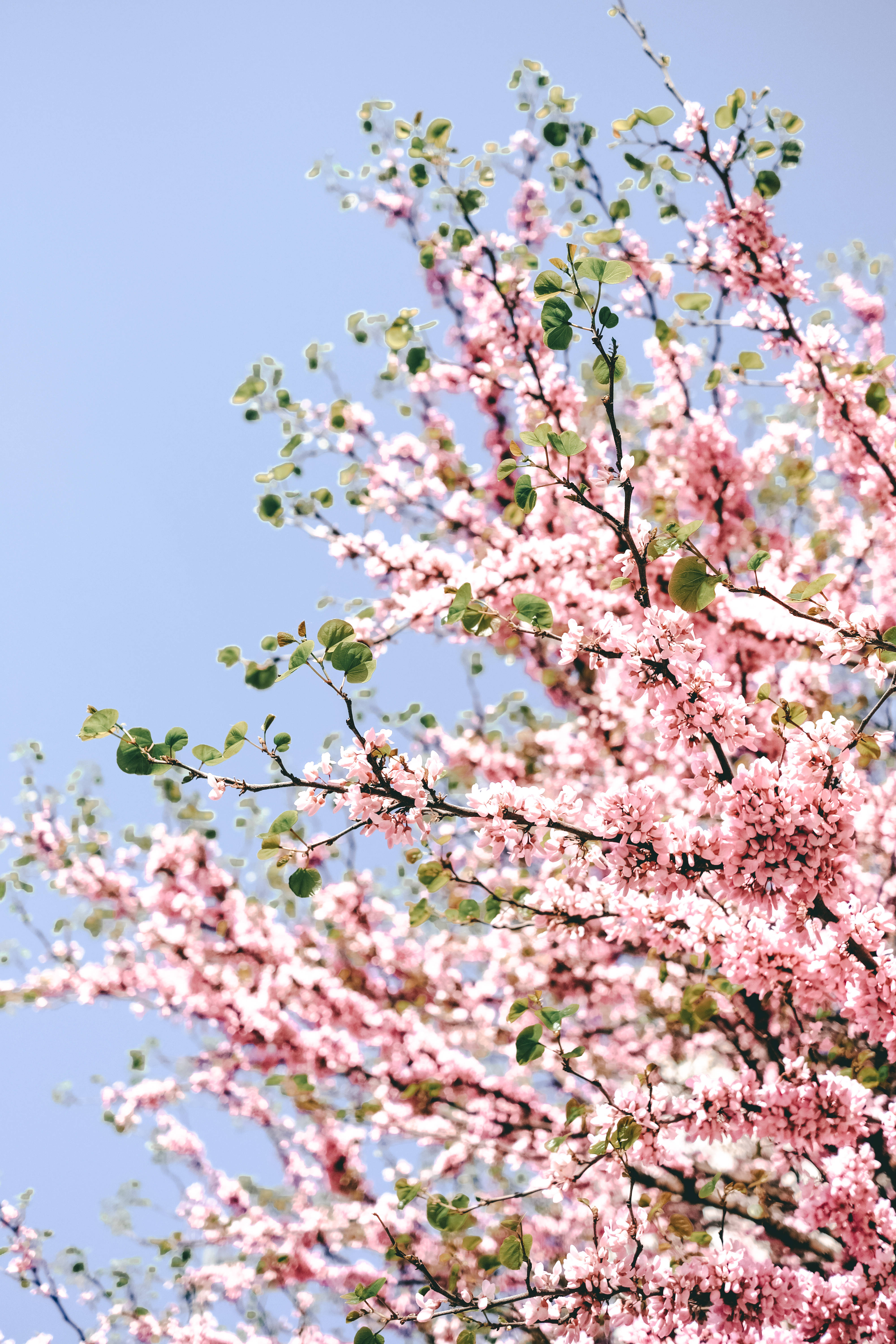 Pretty Pastel, pink cherry blossom, clear blue sky, 5K Phone Wallpaper