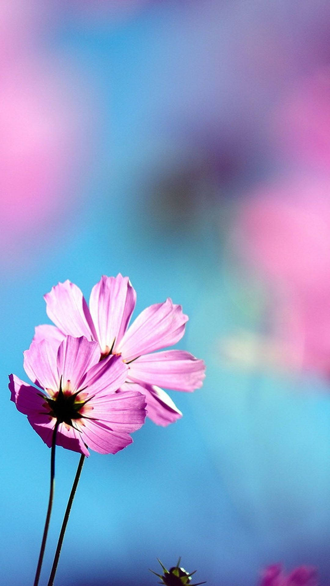 pink cosmos flowers, dreamy blue and pink blurred background, Pink Flowers Pretty Phone, Full HD Phone Wallpaper
