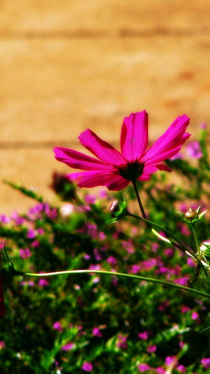 dark pink flower, magenta cosmos flower, green foliage, HD Phone Wallpaper
