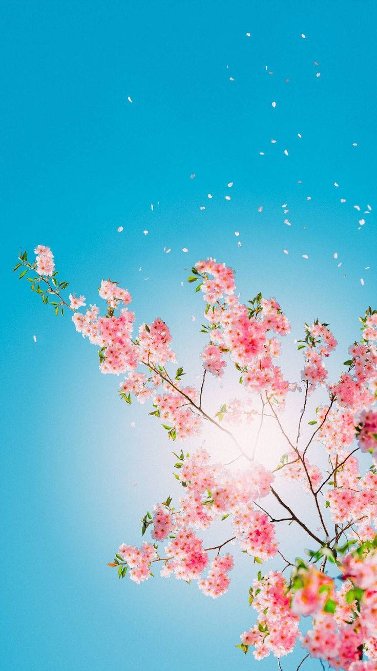 pink flower tree, cherry blossoms, clear blue sky, HD Phone Wallpaper